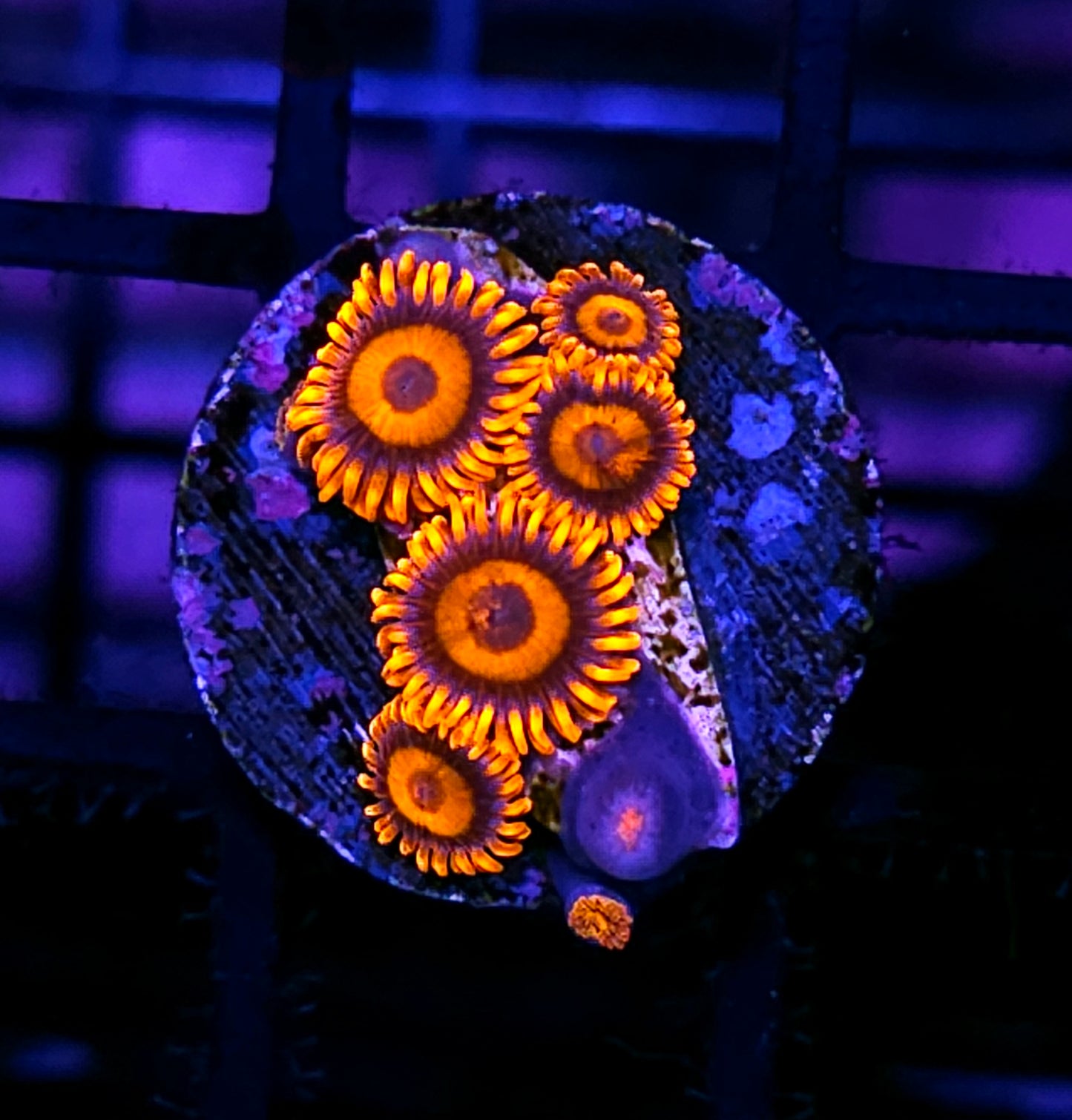 Orange Oxide Zoas