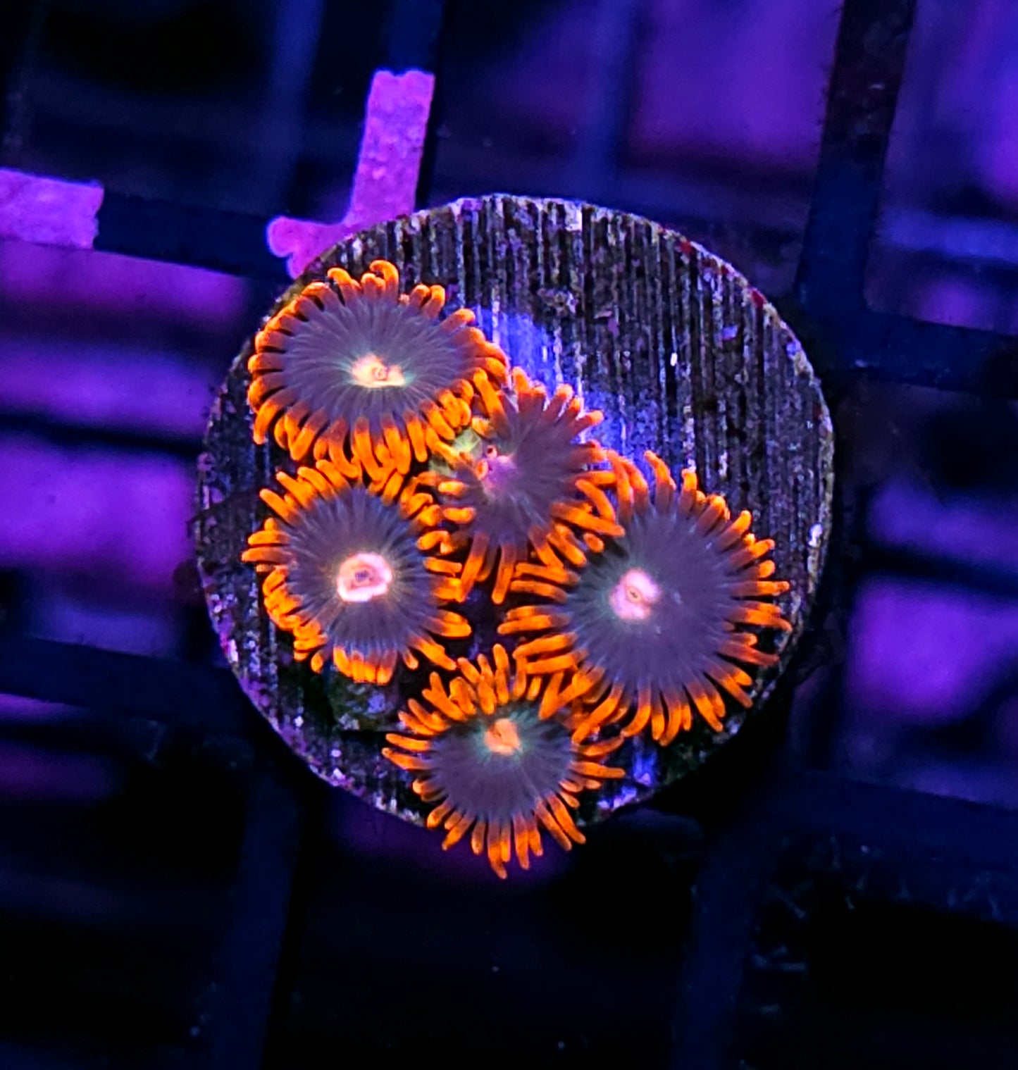 Gatorade Zoas