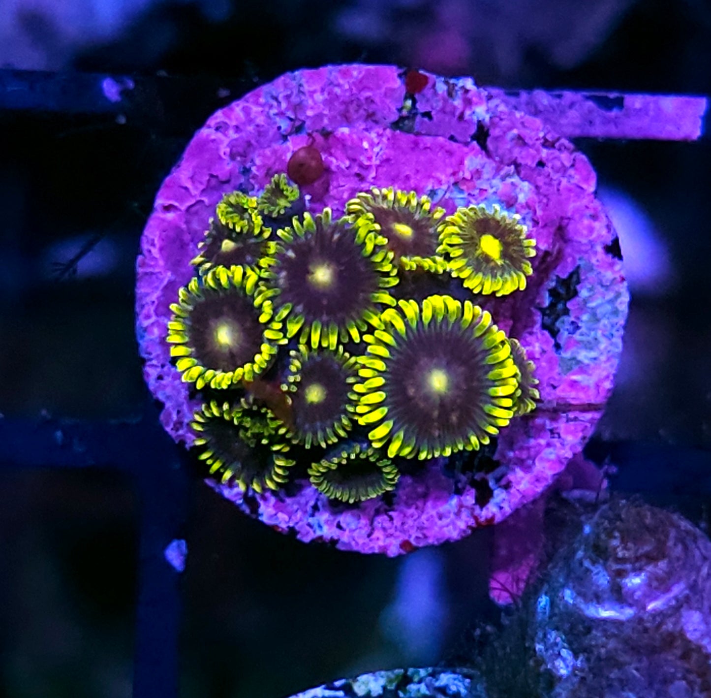 HF Mister Twister Zoas