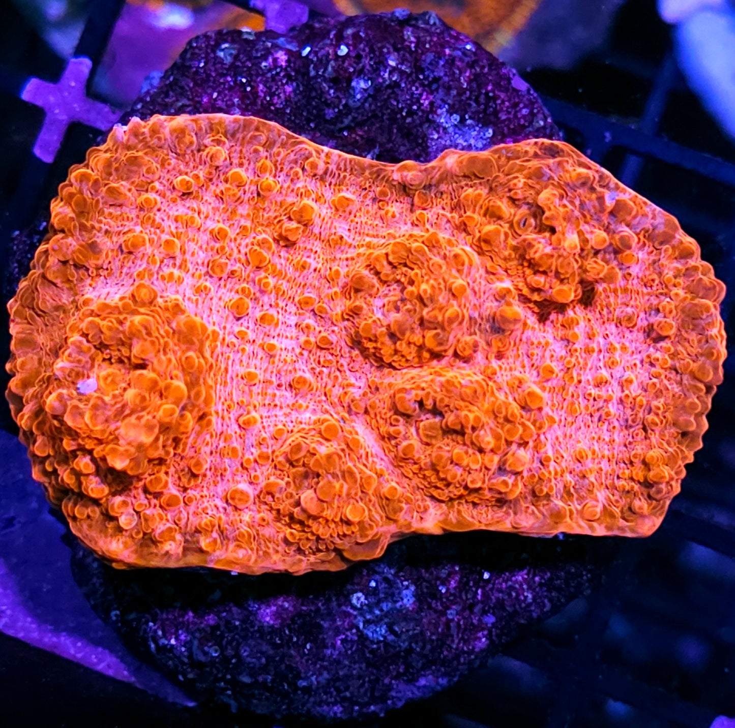 4" Mango Smoothie Chalice Colony