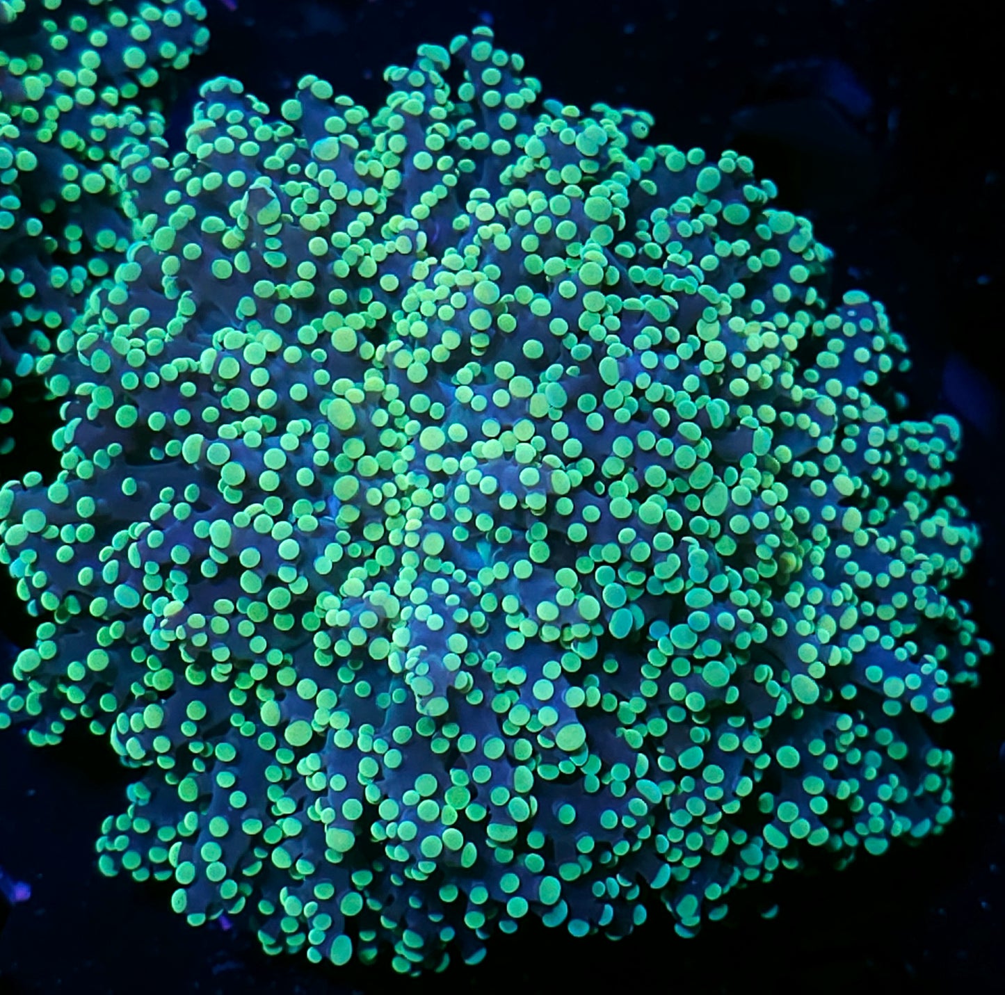 Huge Head Lakers Frogspawn