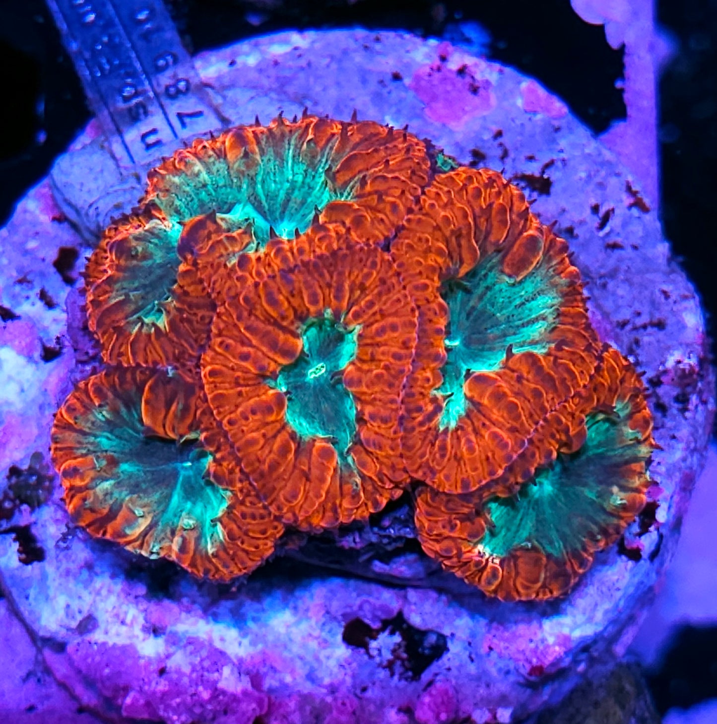 Starscreen Indonesian Blasto Colony