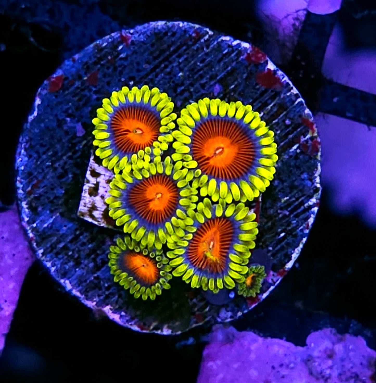 HF Vlad the Impaler Zoas