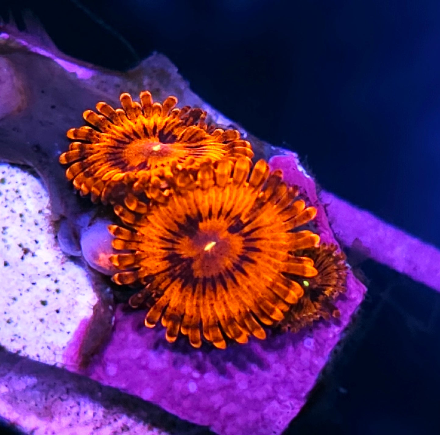 DR Hellboy Zoas