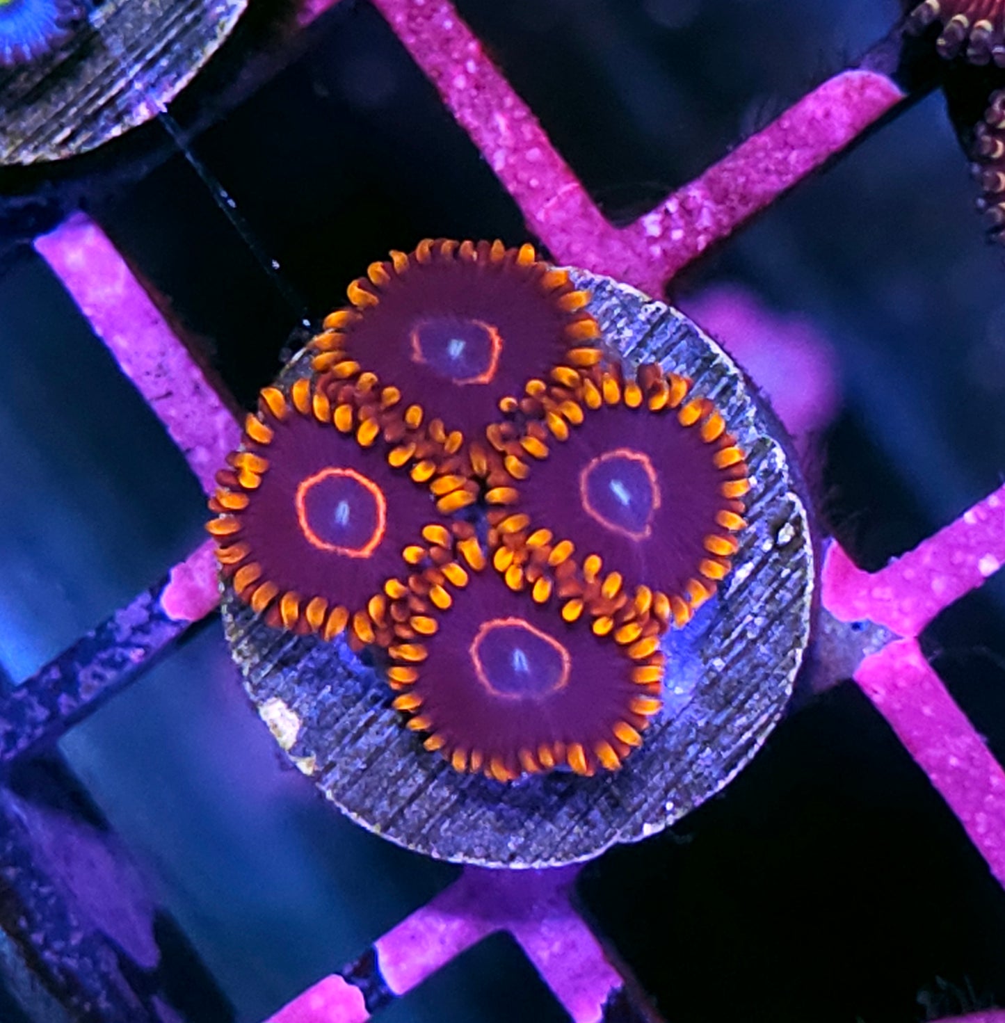 Rainbow Hornet Zoas