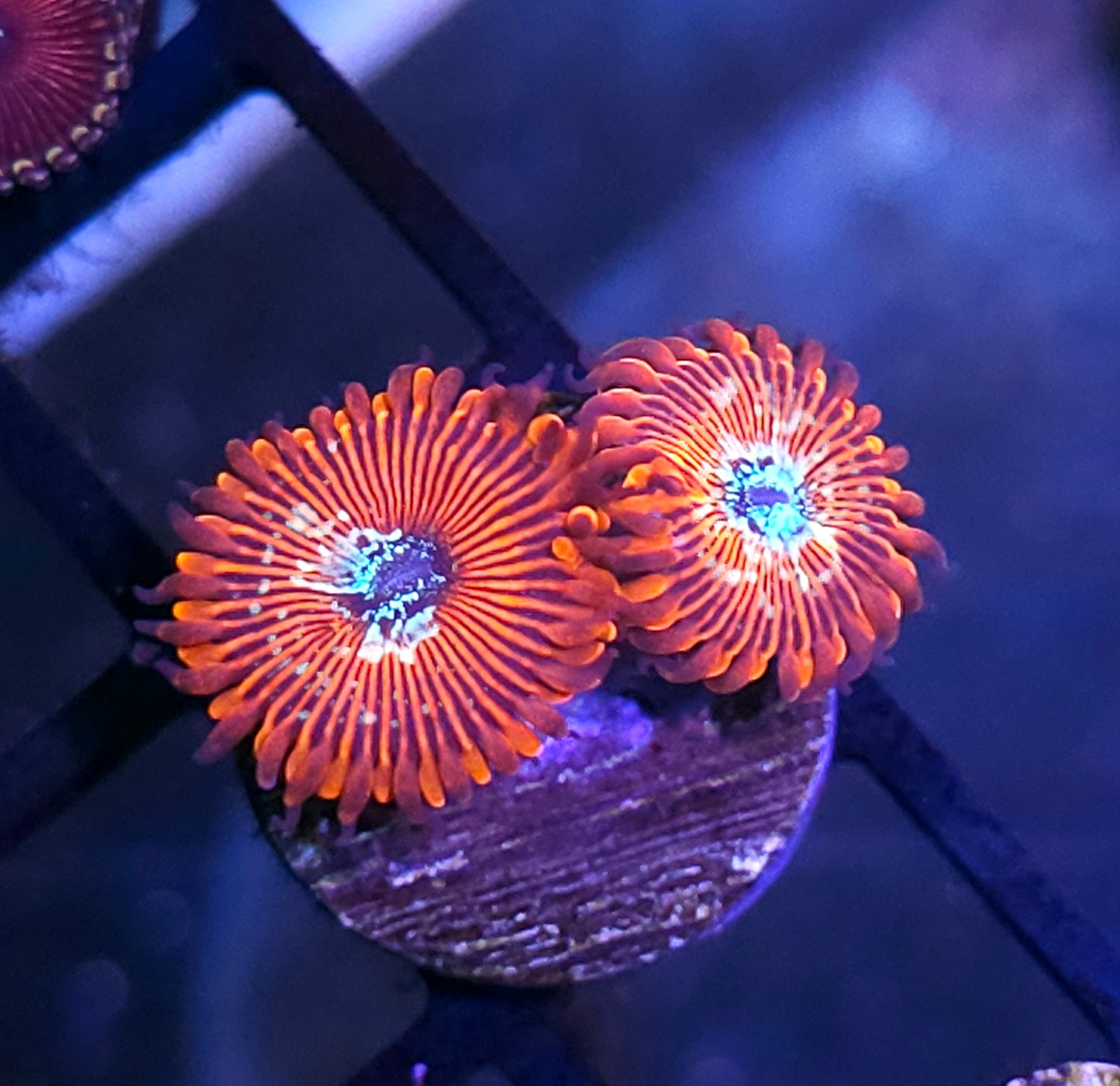Salted Agave Zoas
