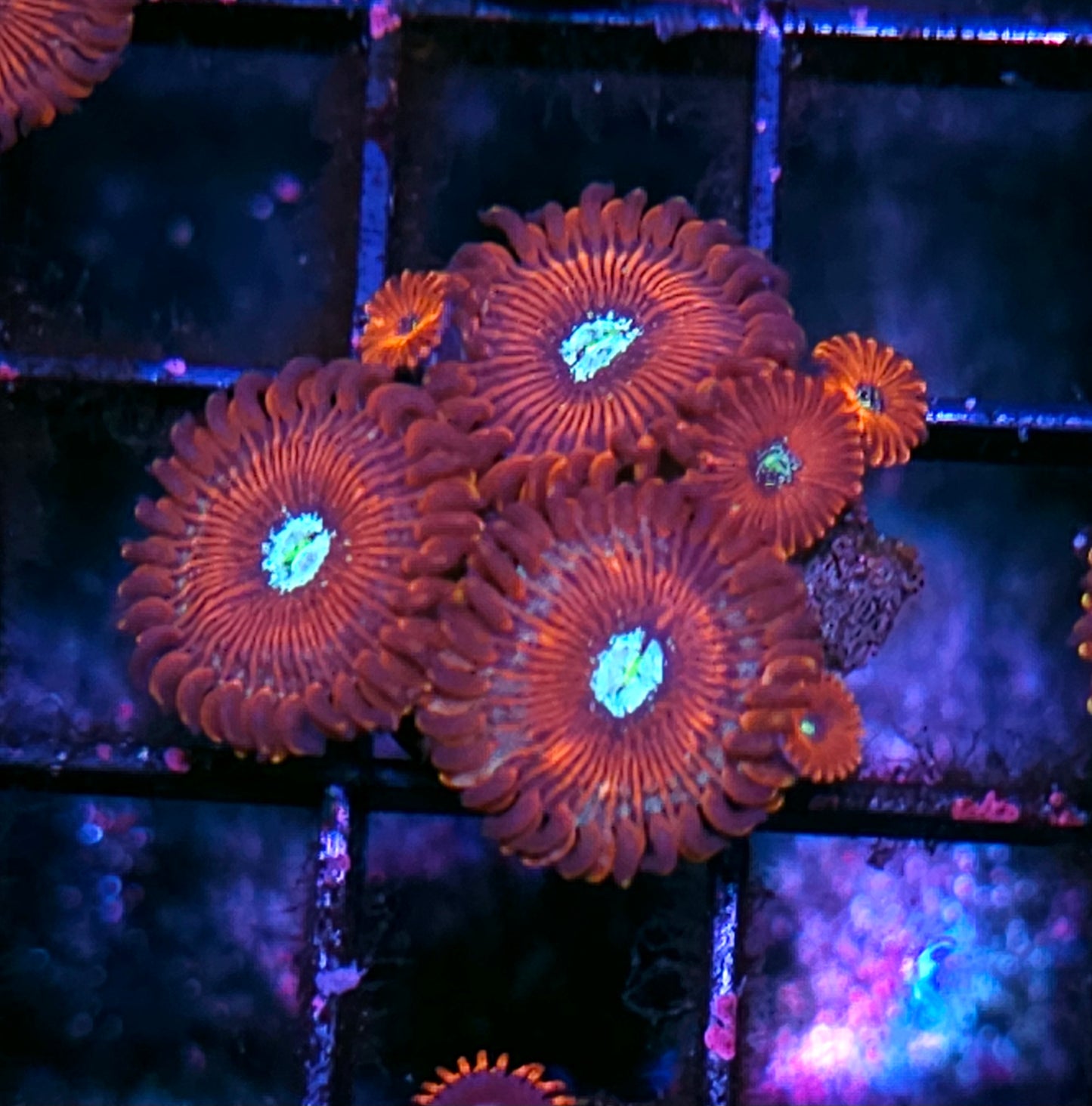 Magician Zoas