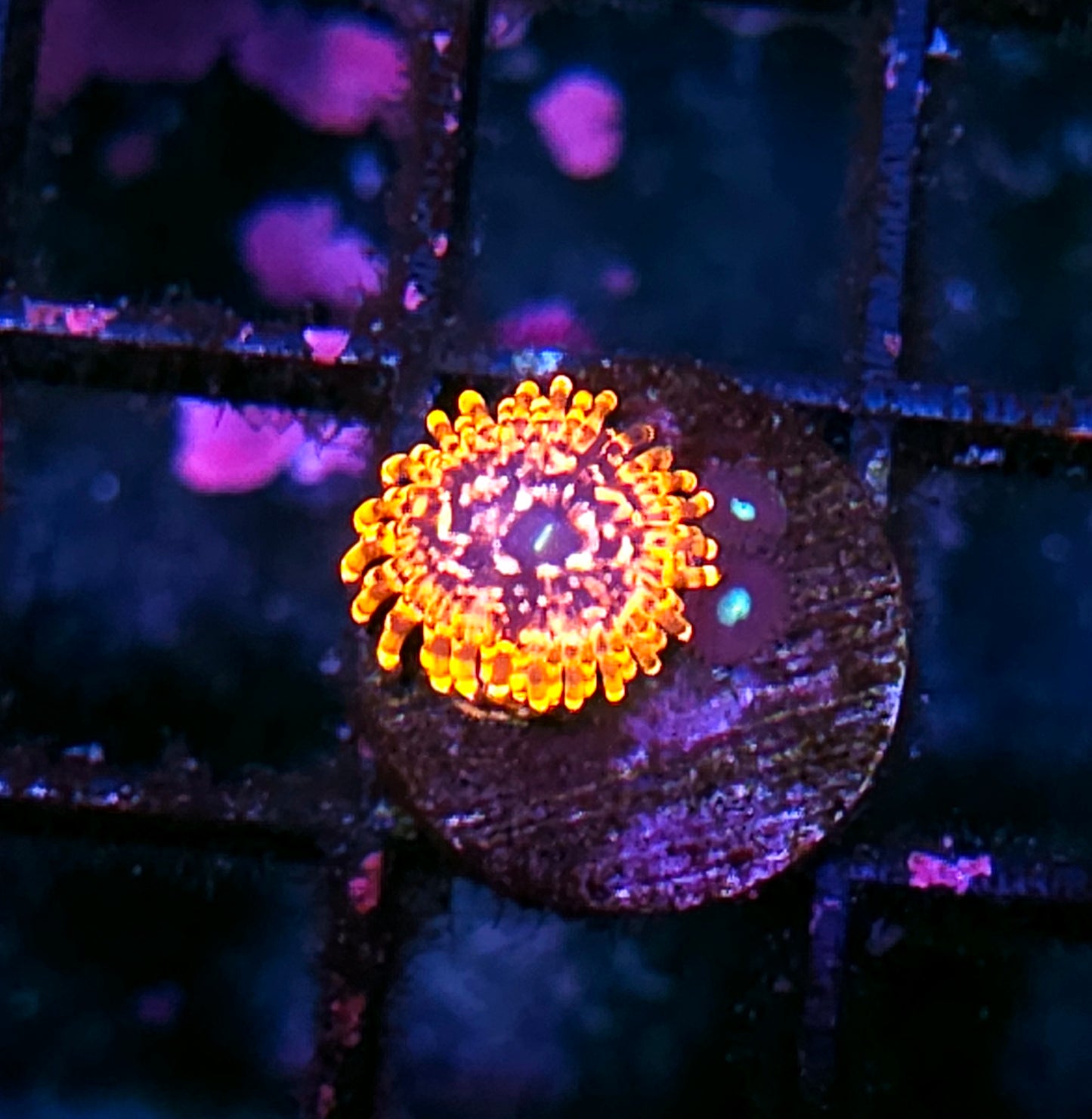 Utter Chaos Zoas