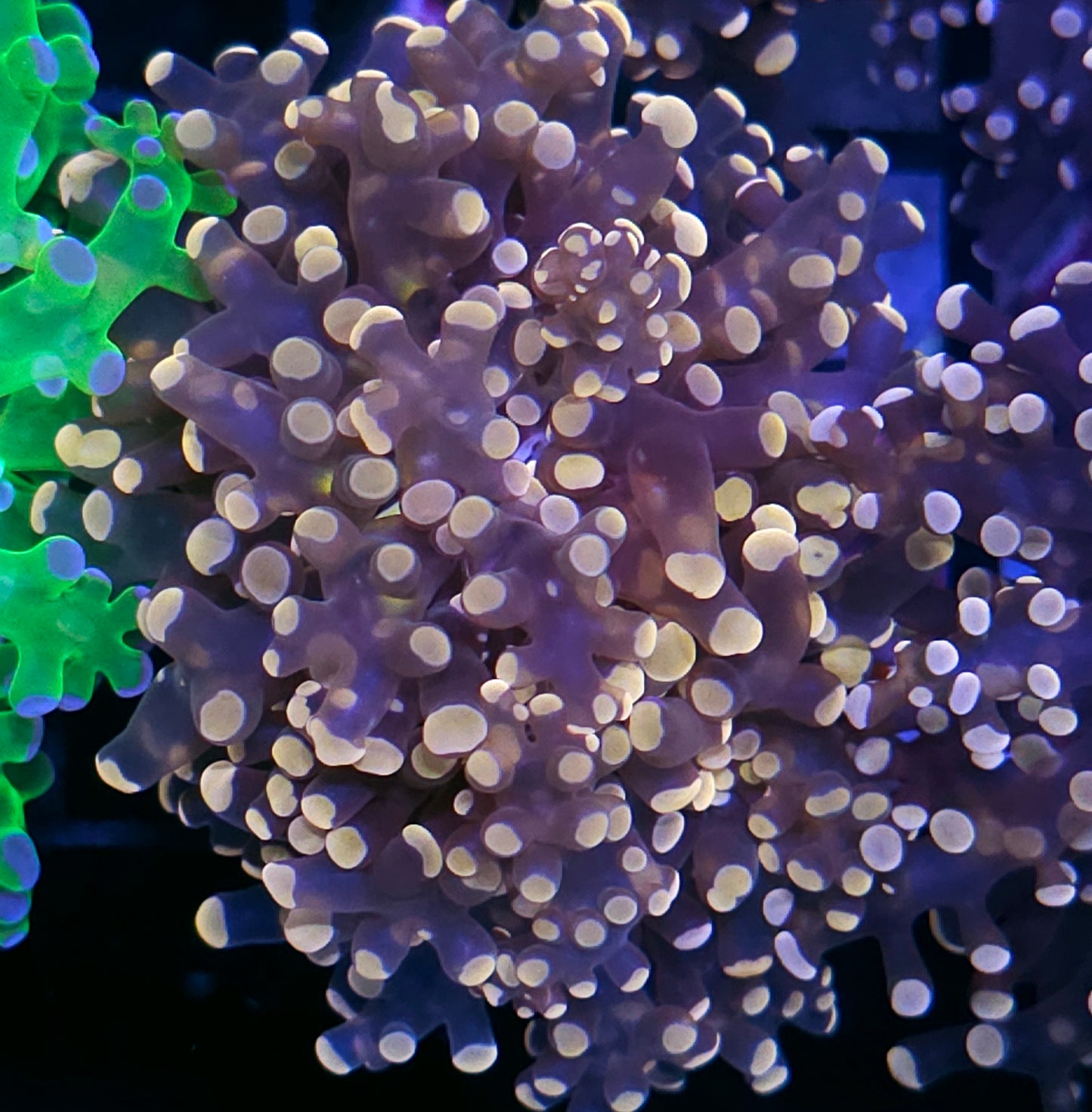 Orange Frogspawn