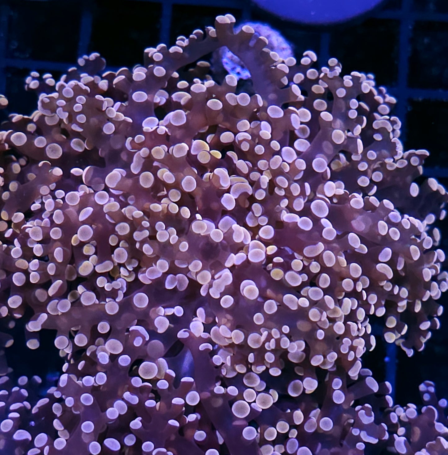 Orange Frogspawn