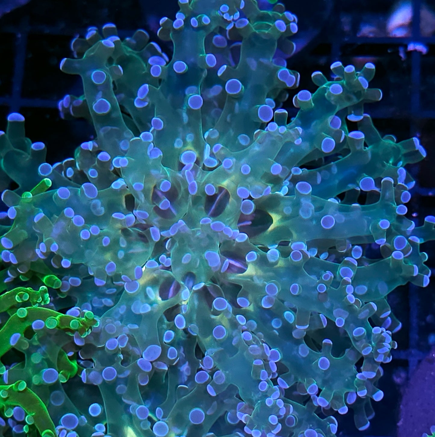 Wonderland Frogspawn