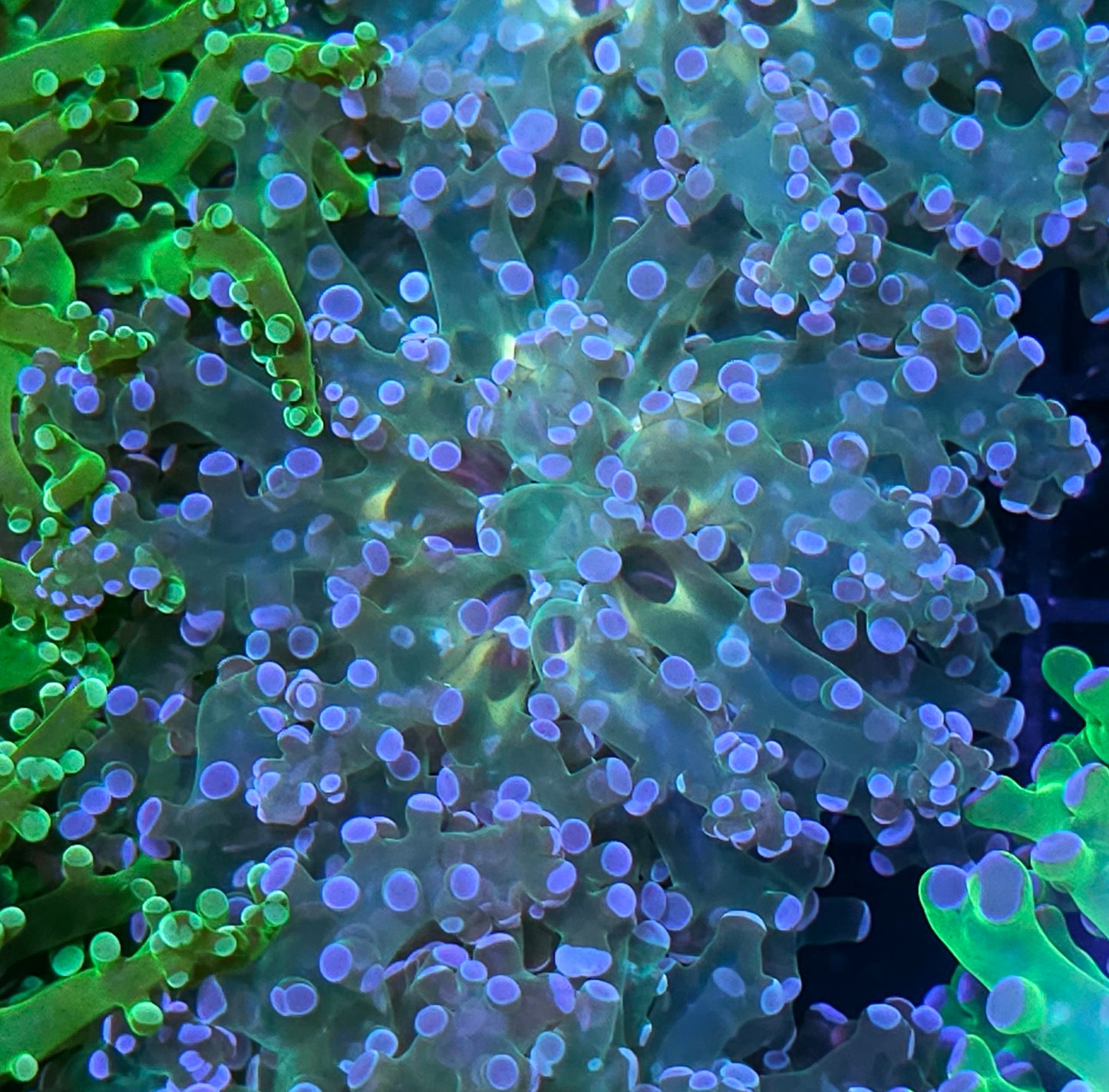 Wonderland Frogspawn