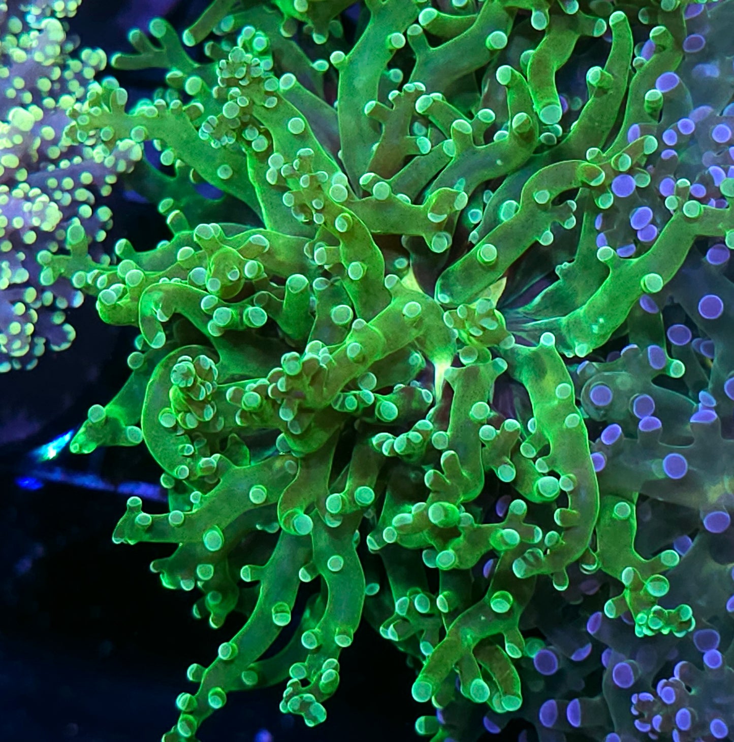 Viper Frogspawn