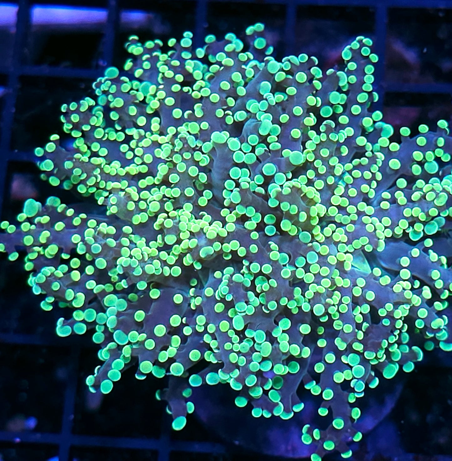 Utopia Frogspawn