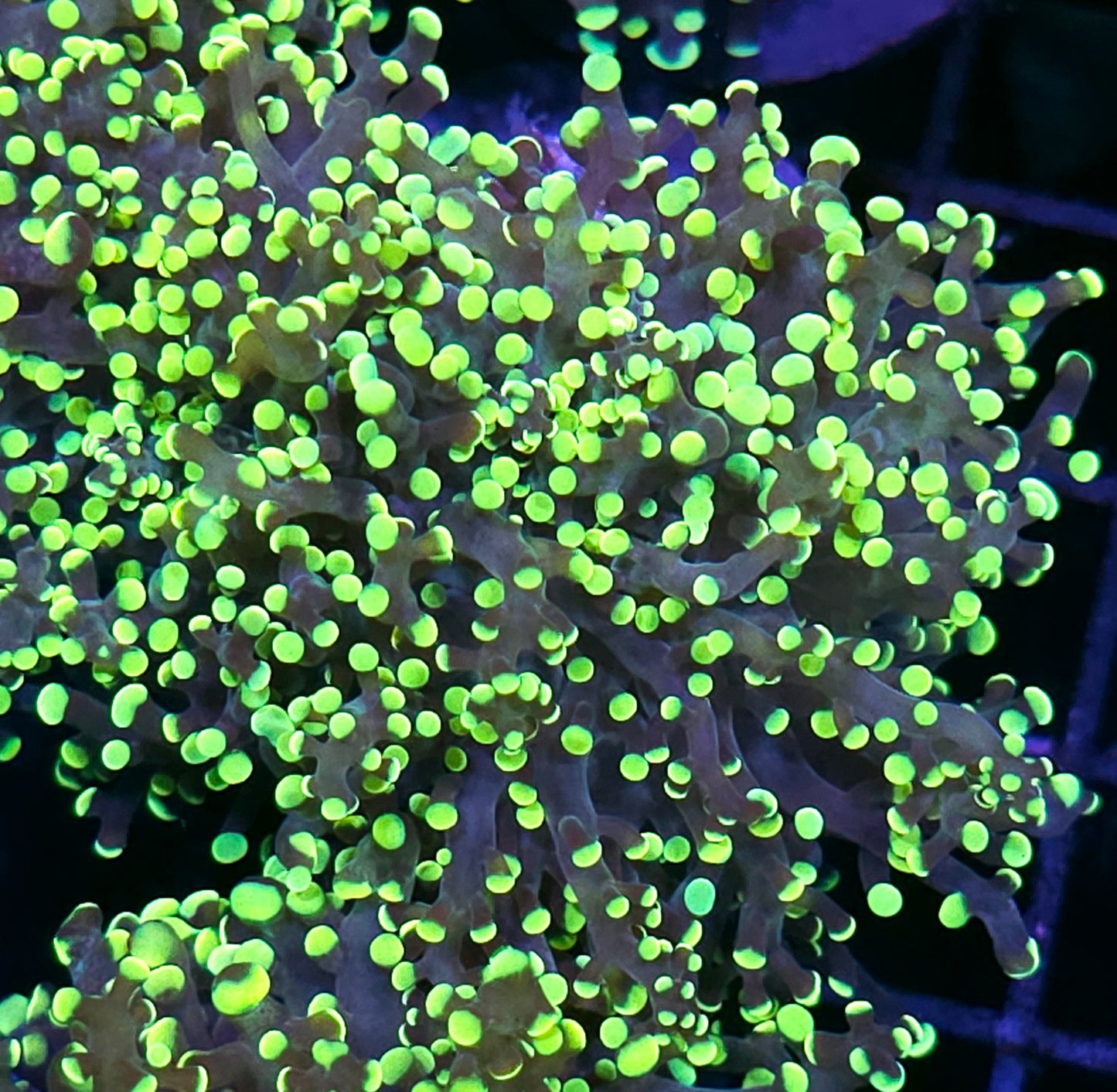 King Kobe Frogspawn