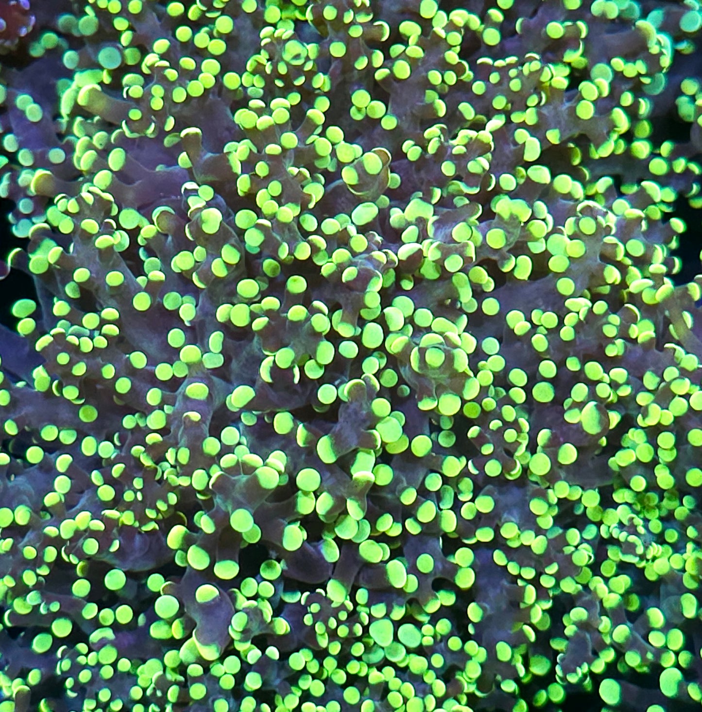 King Kobe Frogspawn
