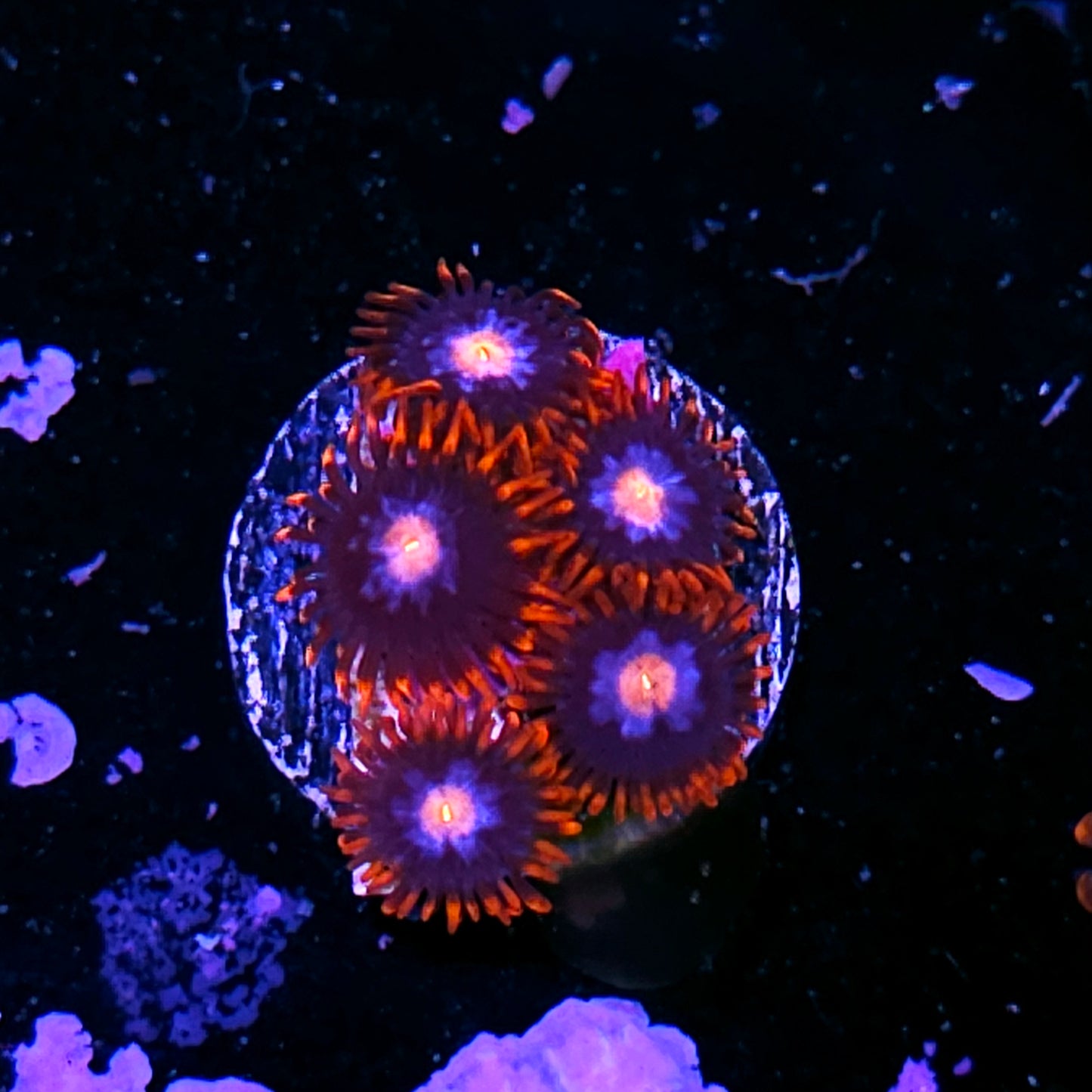 Kiss of Death Zoas