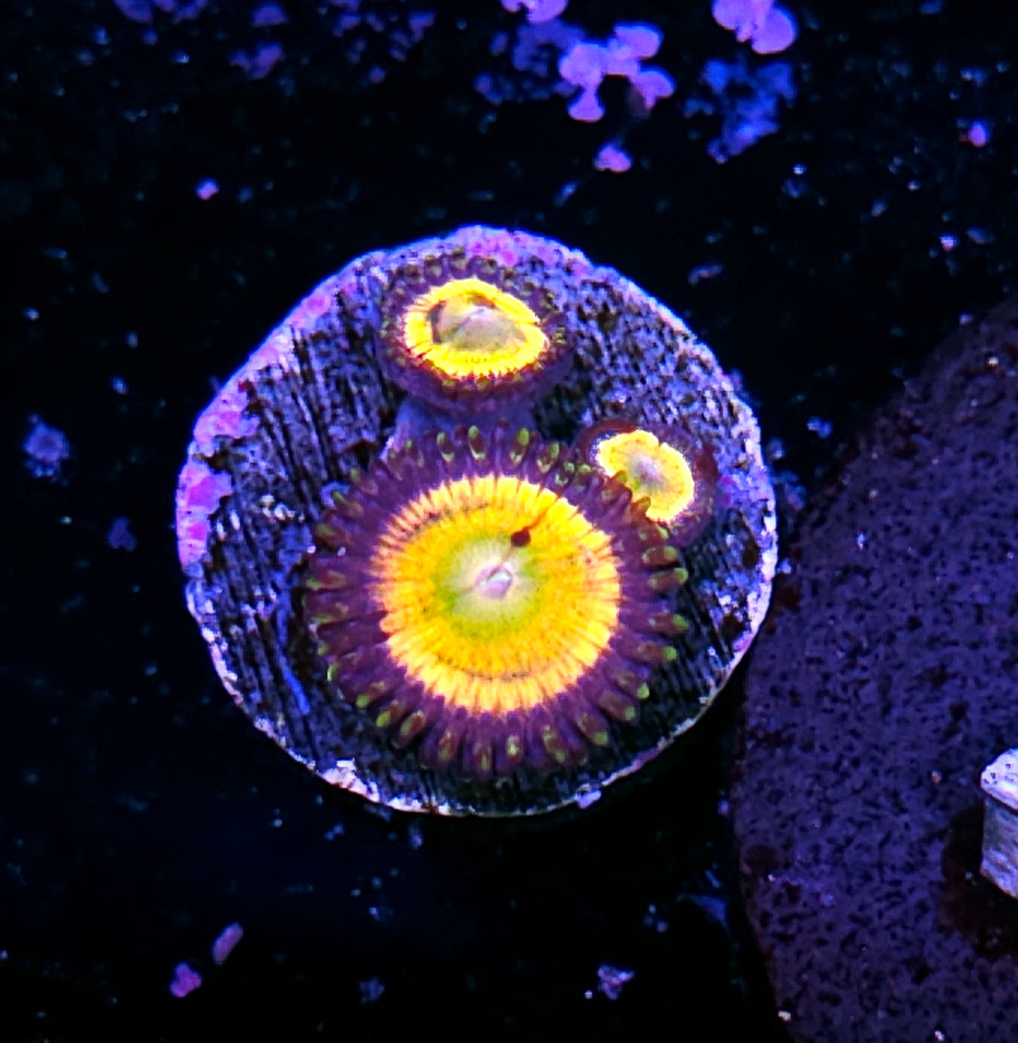 Funny D Zoas