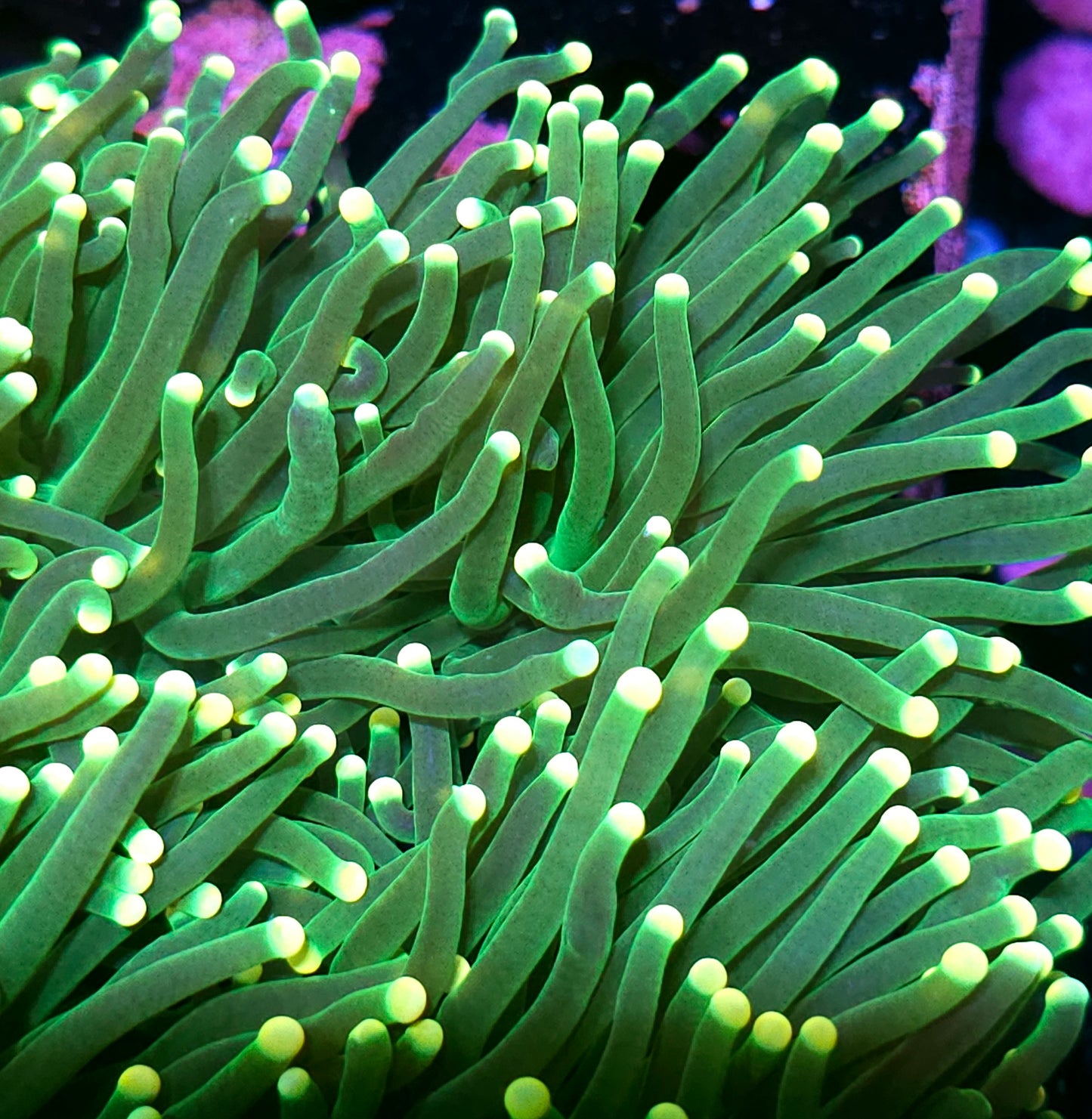Lemon Drop Torch Yellow Tip