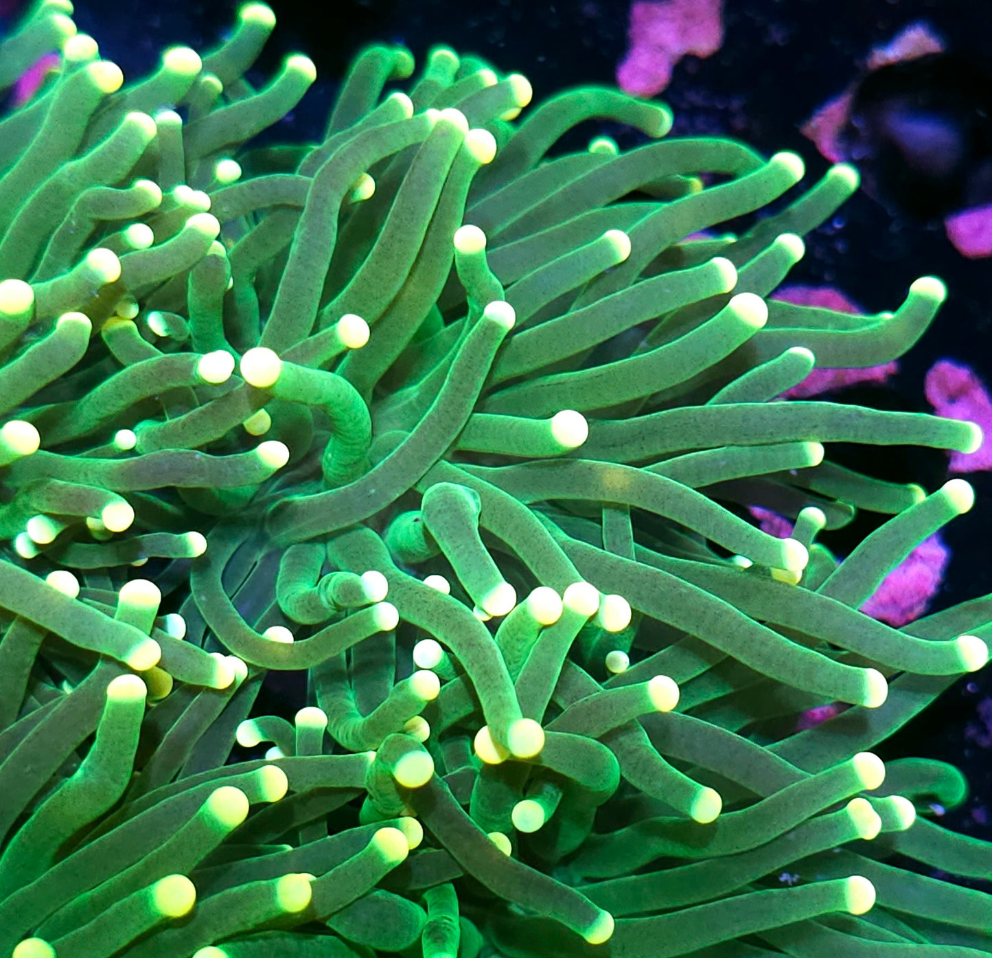 Lemon Drop Torch Yellow Tip