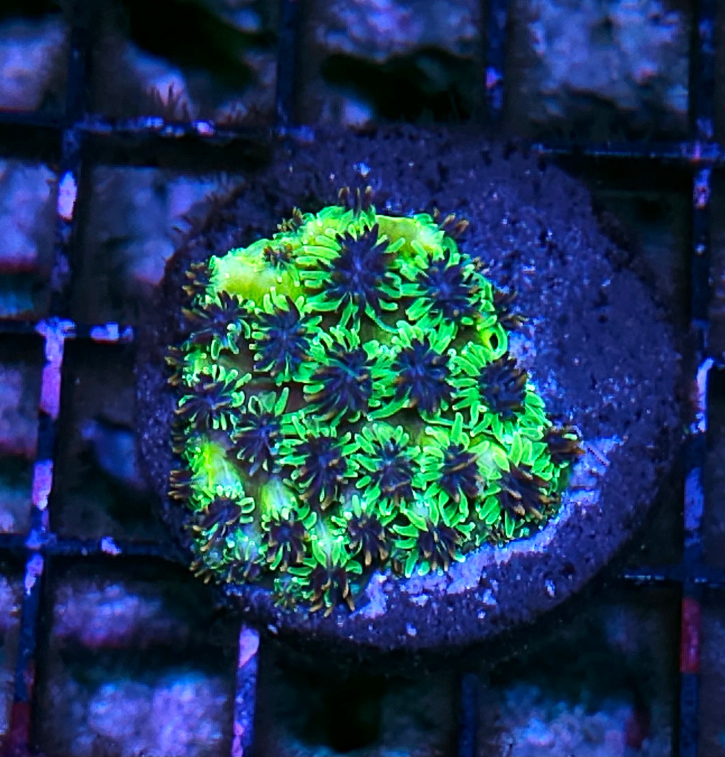 Slimeball Galaxia