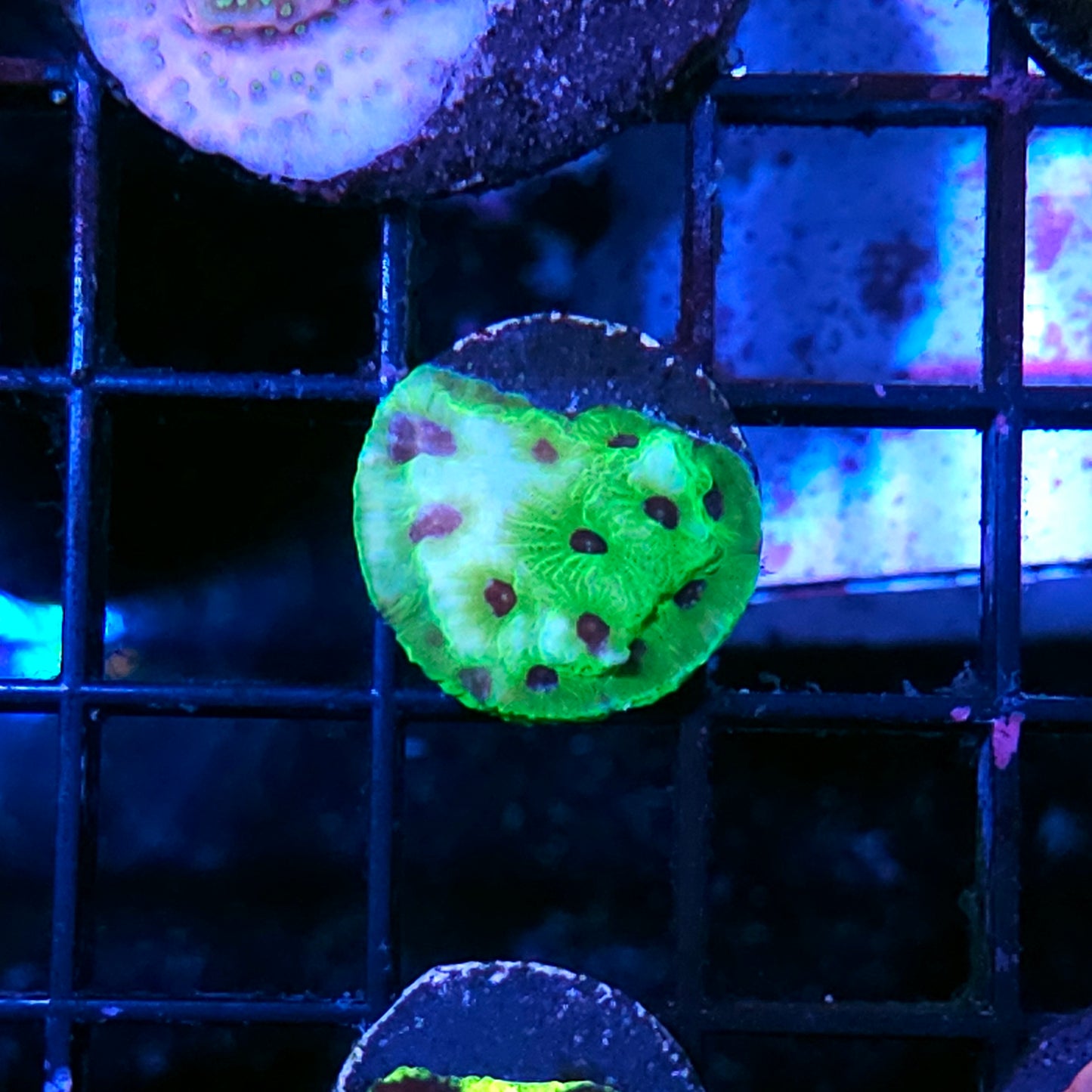 ECC Purple People Eater Favia
