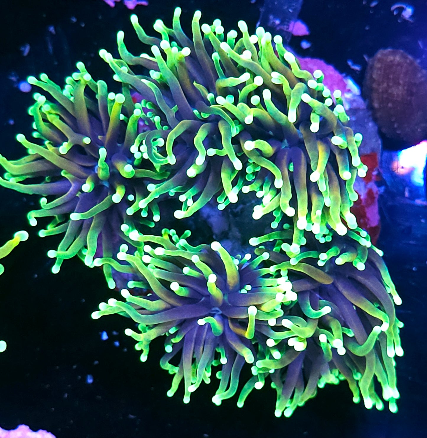 Approx 5-6 Head Dragon Soul Torch Colony