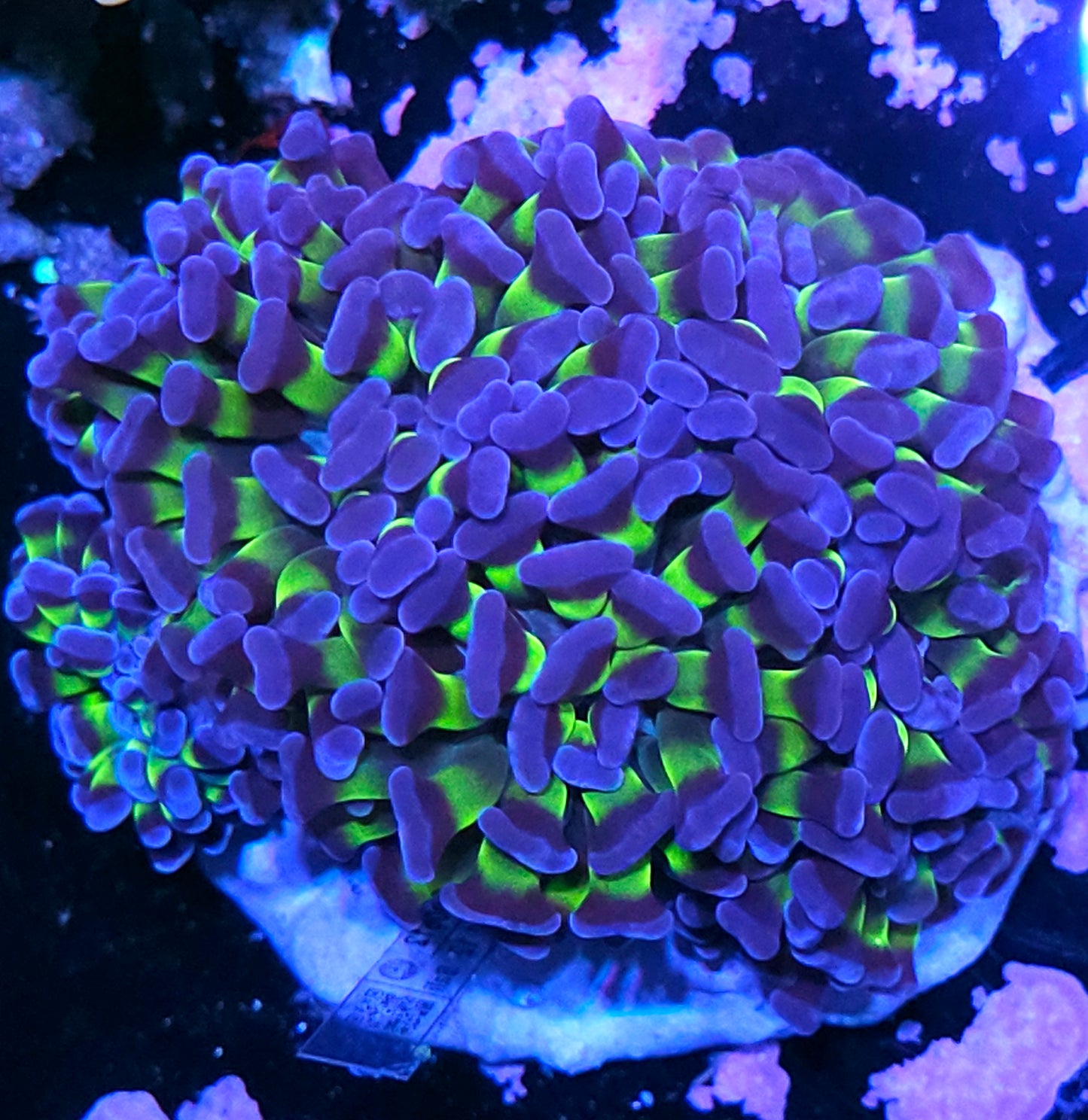 Approx 6-7 Head Joker Branching Hammer Colony