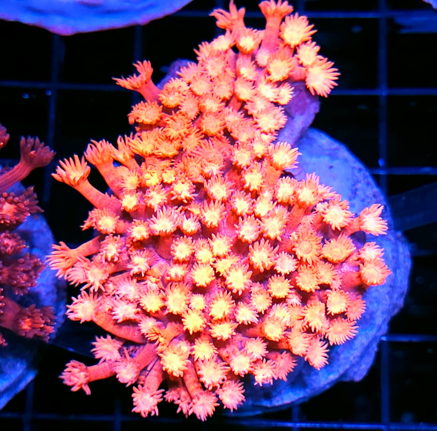 Flamethrower Goniopora Colony OPENS BIG