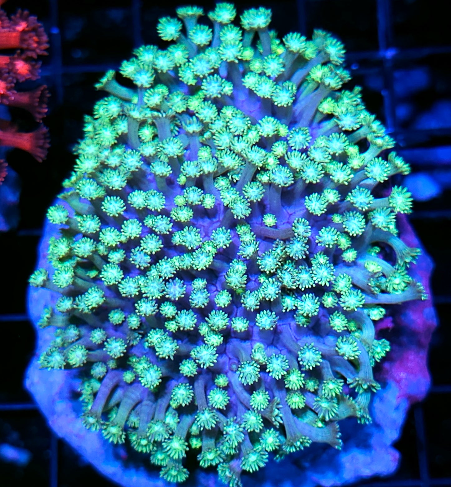 Fatal Instinct Goniopora Colony OPENS BIG