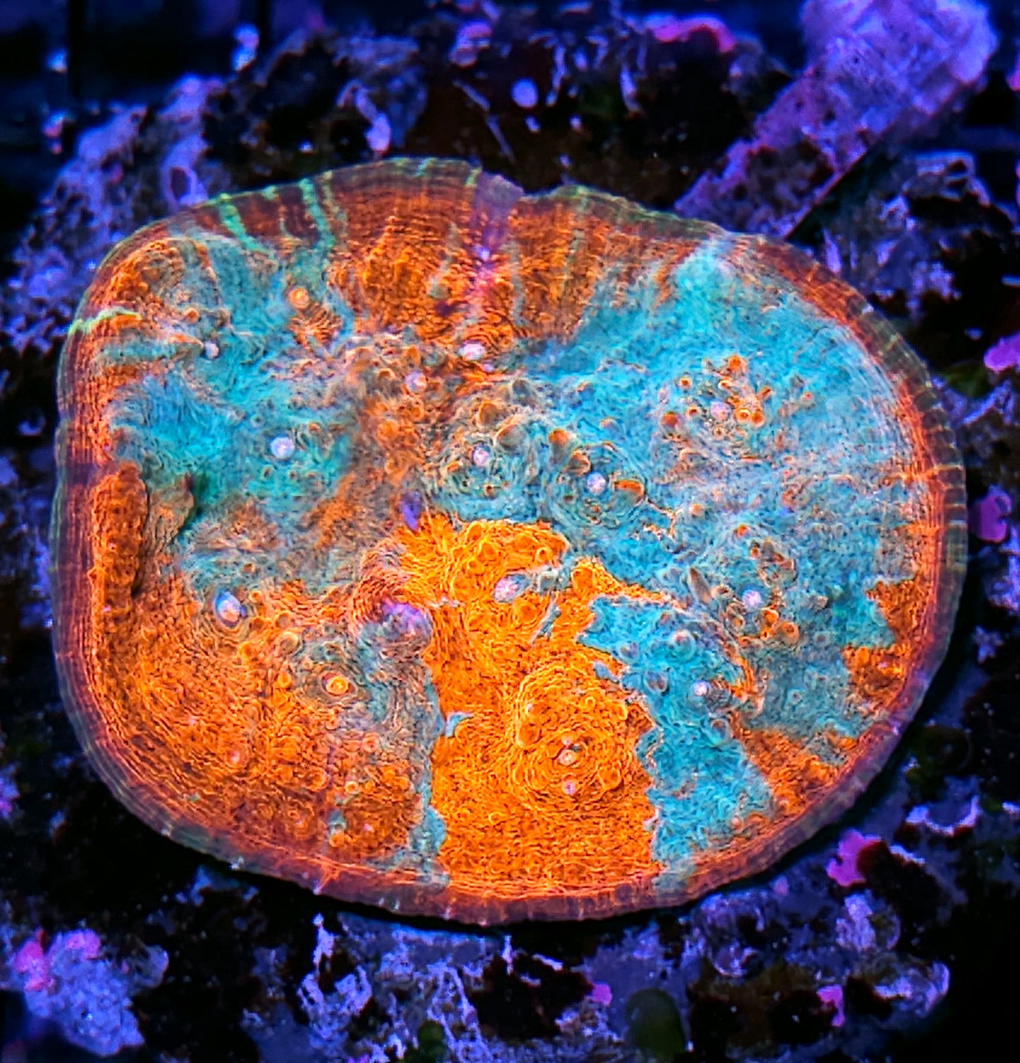 Total Annihilation Chalice Colony