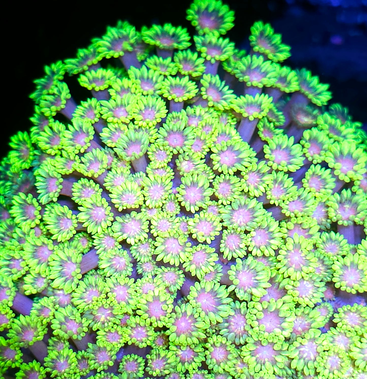 Fantasyland Goniopora Colony