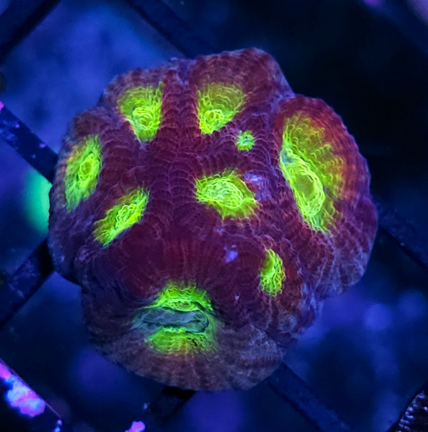 Rainbow Enigma Favia