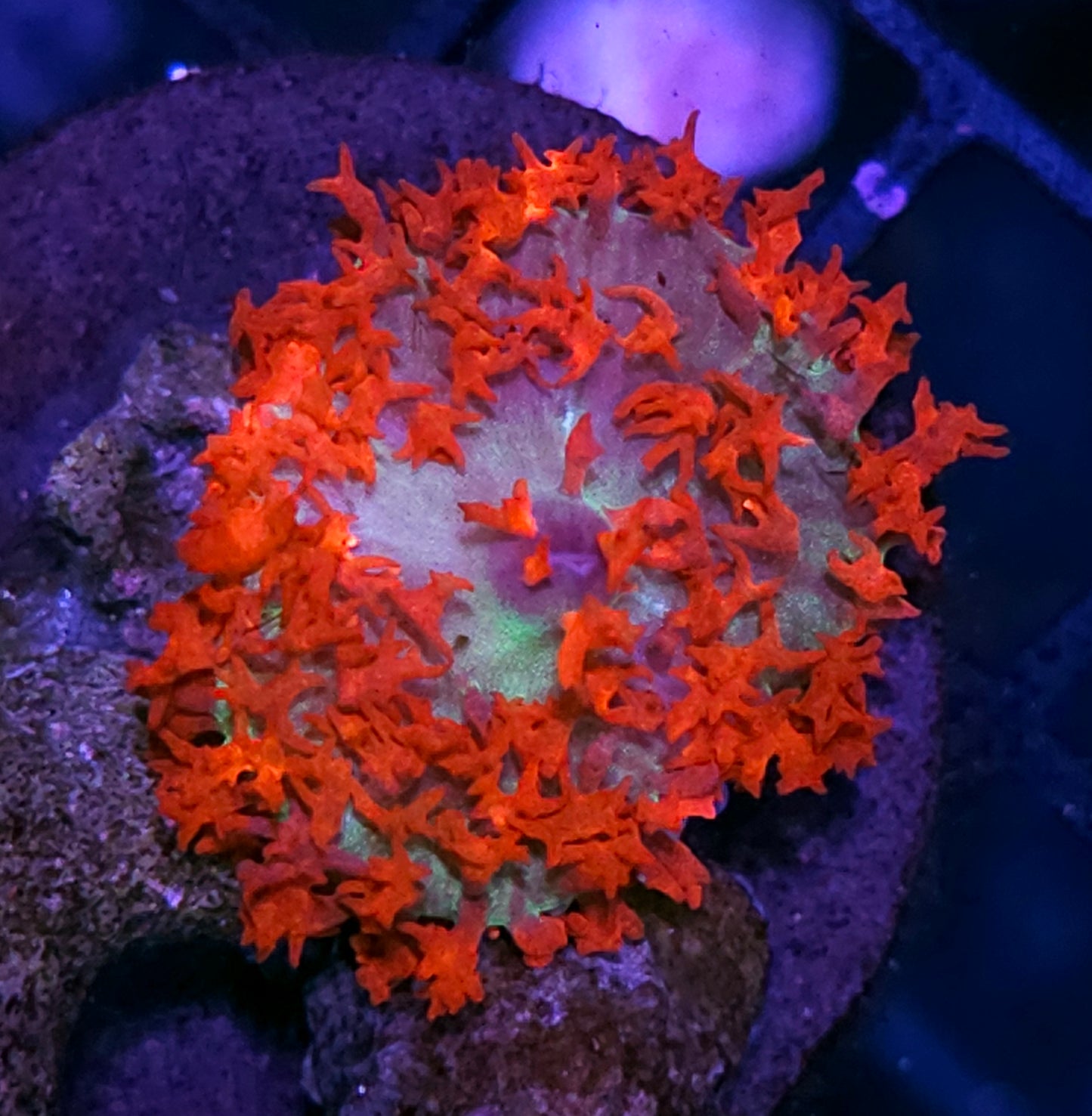 Epic St Thomas Mushroom