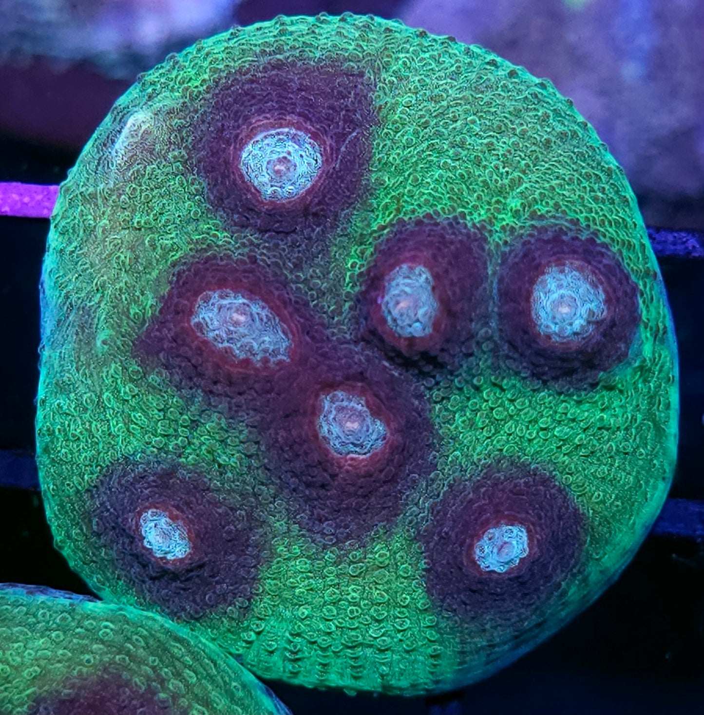 HF Mirage Chalice Colony