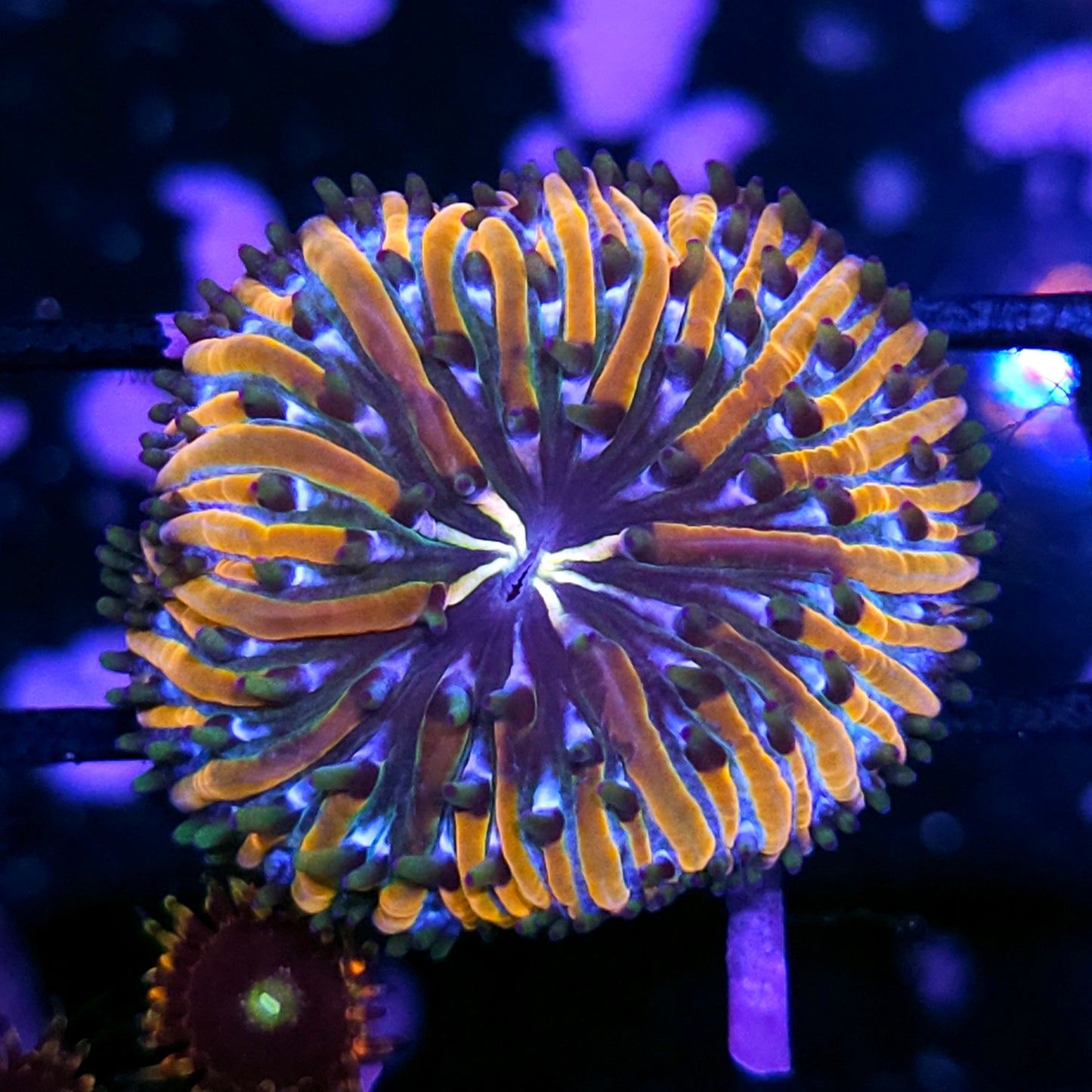 Aquacultured Tank Spawned HF Baja Berserk Fungia Plate