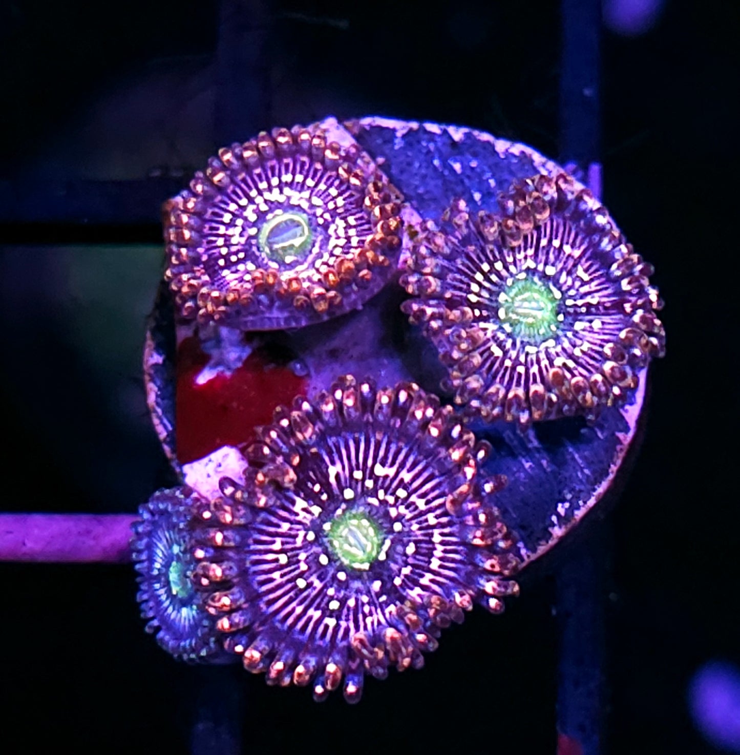 HF Snow Globe Zoas