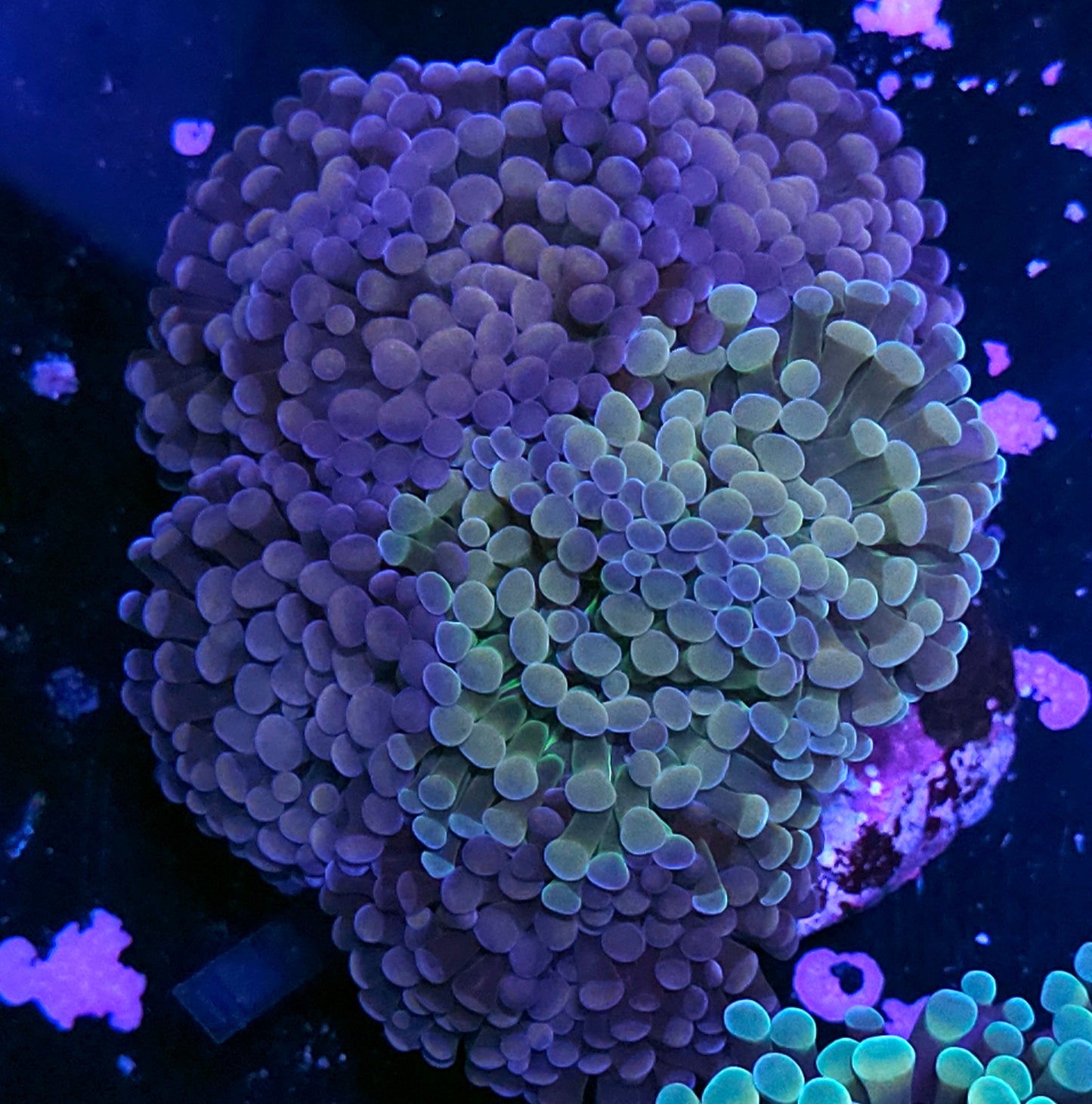 Approx 7-8 Head Insane Hammer Bouquet Grafted Colony