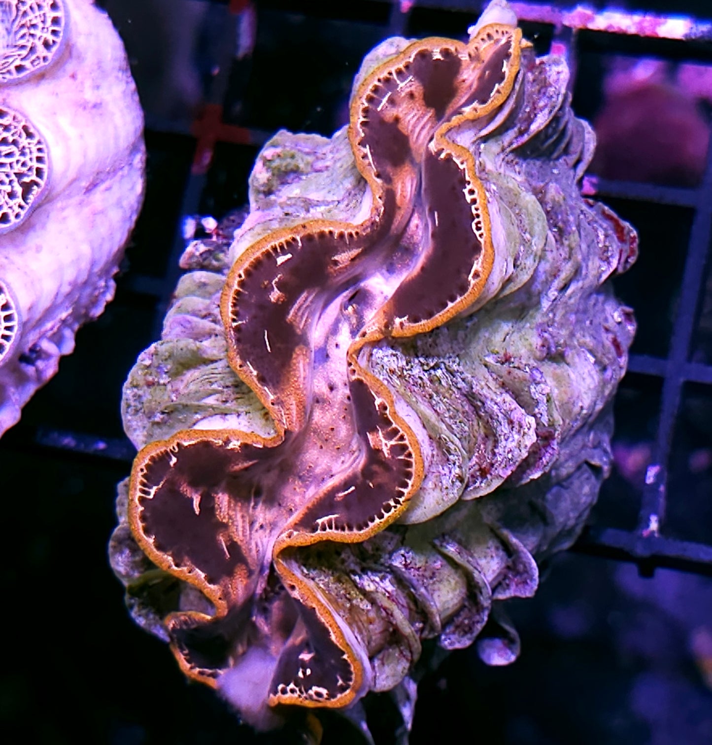 Super Maxima Clam