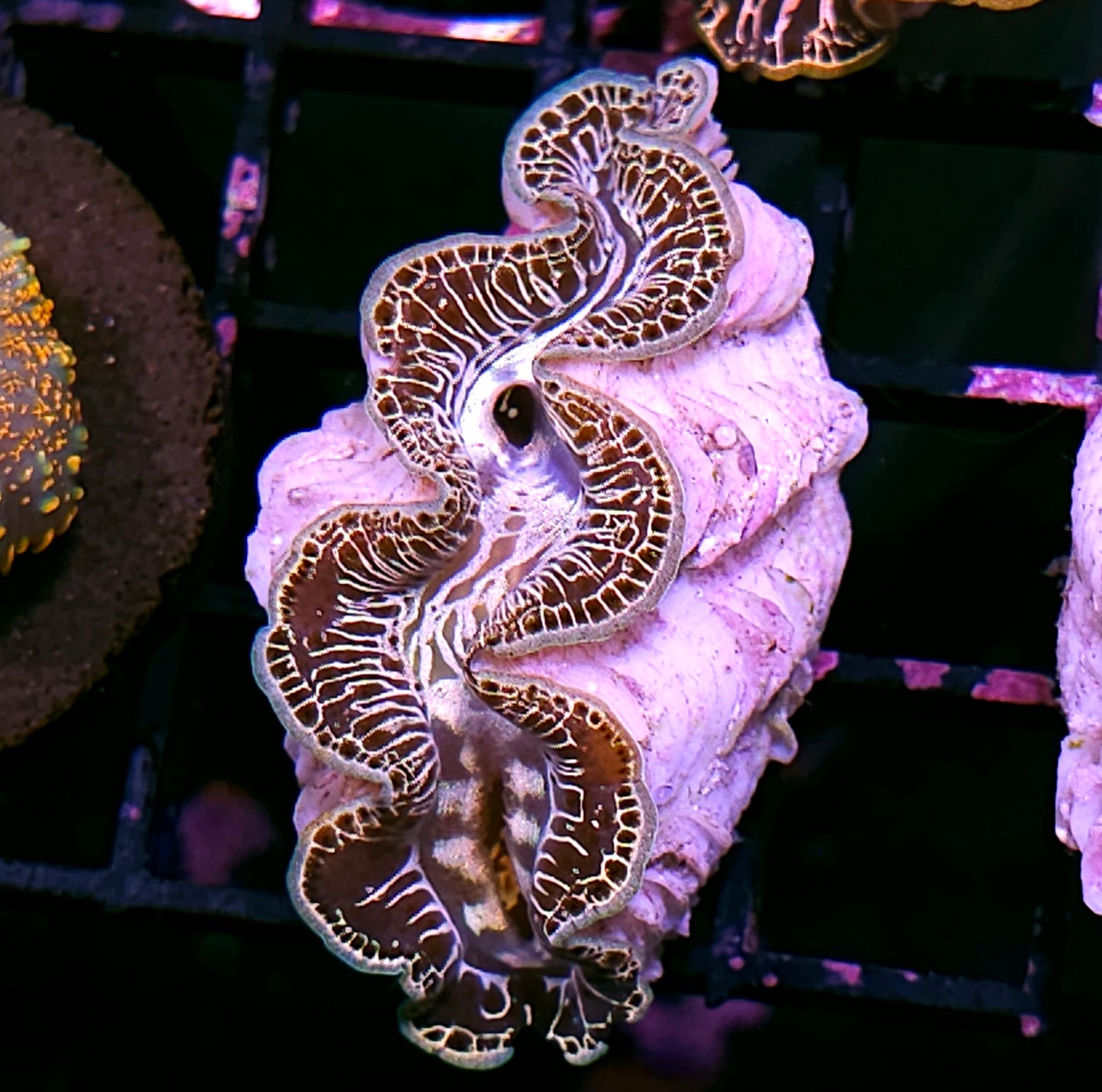 Super Maxima Clam