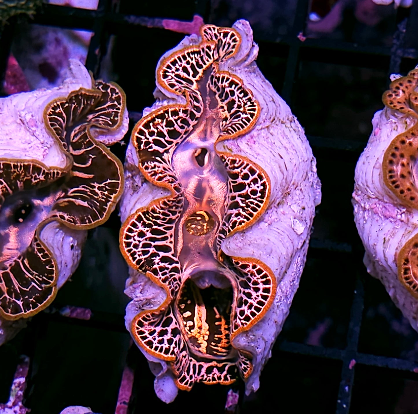 Super Maxima Clam