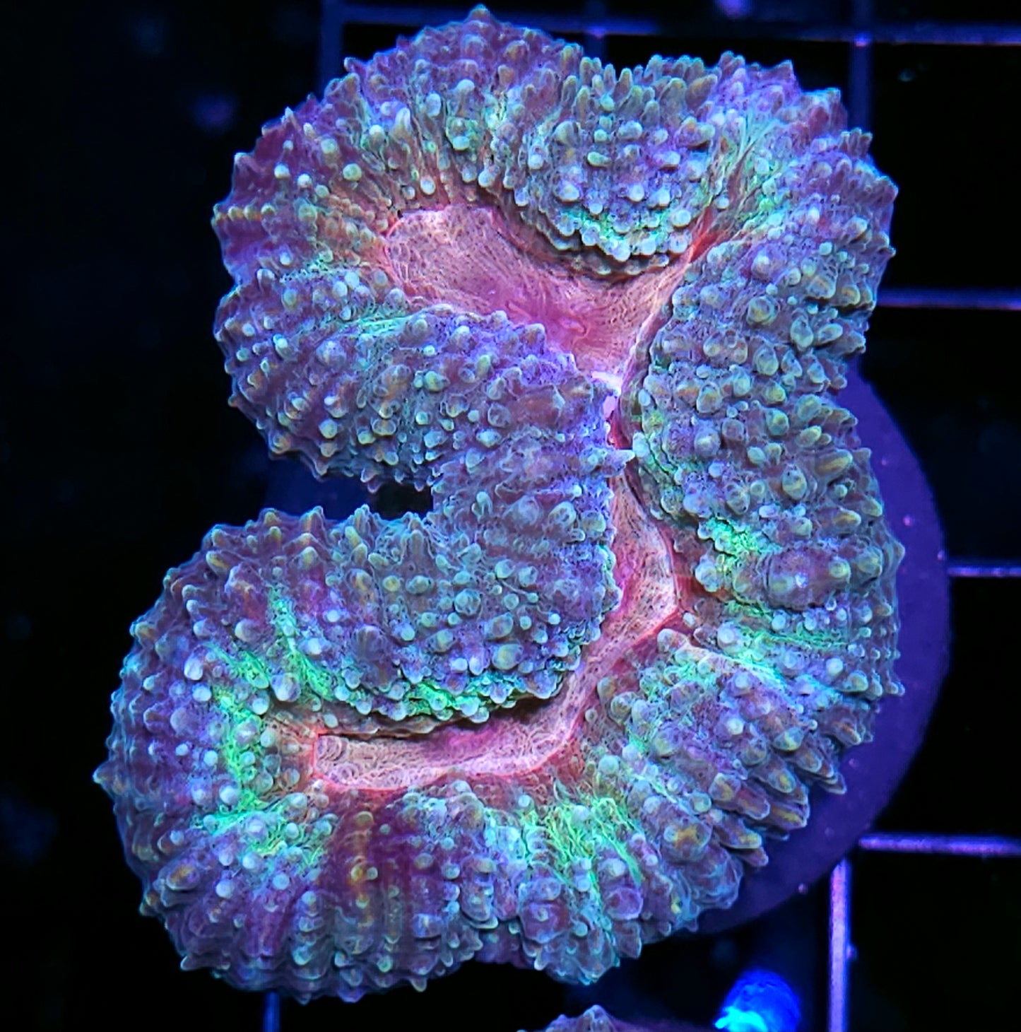 Fairy Wings Lobophyllia