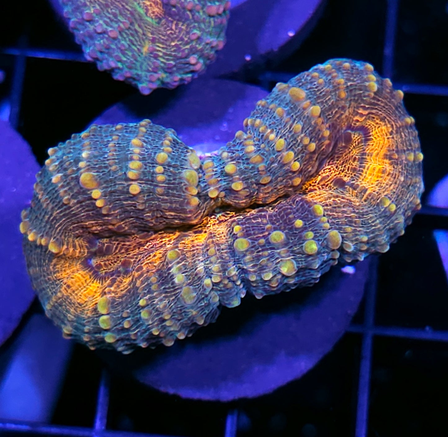 Vendetta Lobophyllia