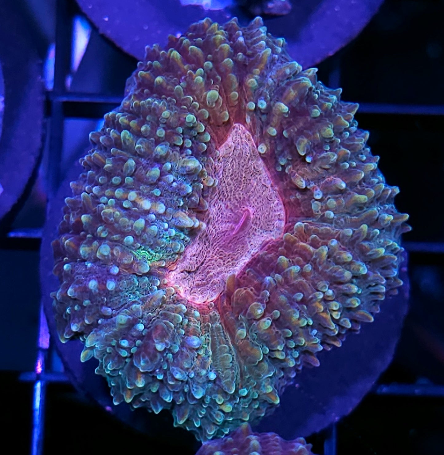 Fairy Wings Lobophyllia