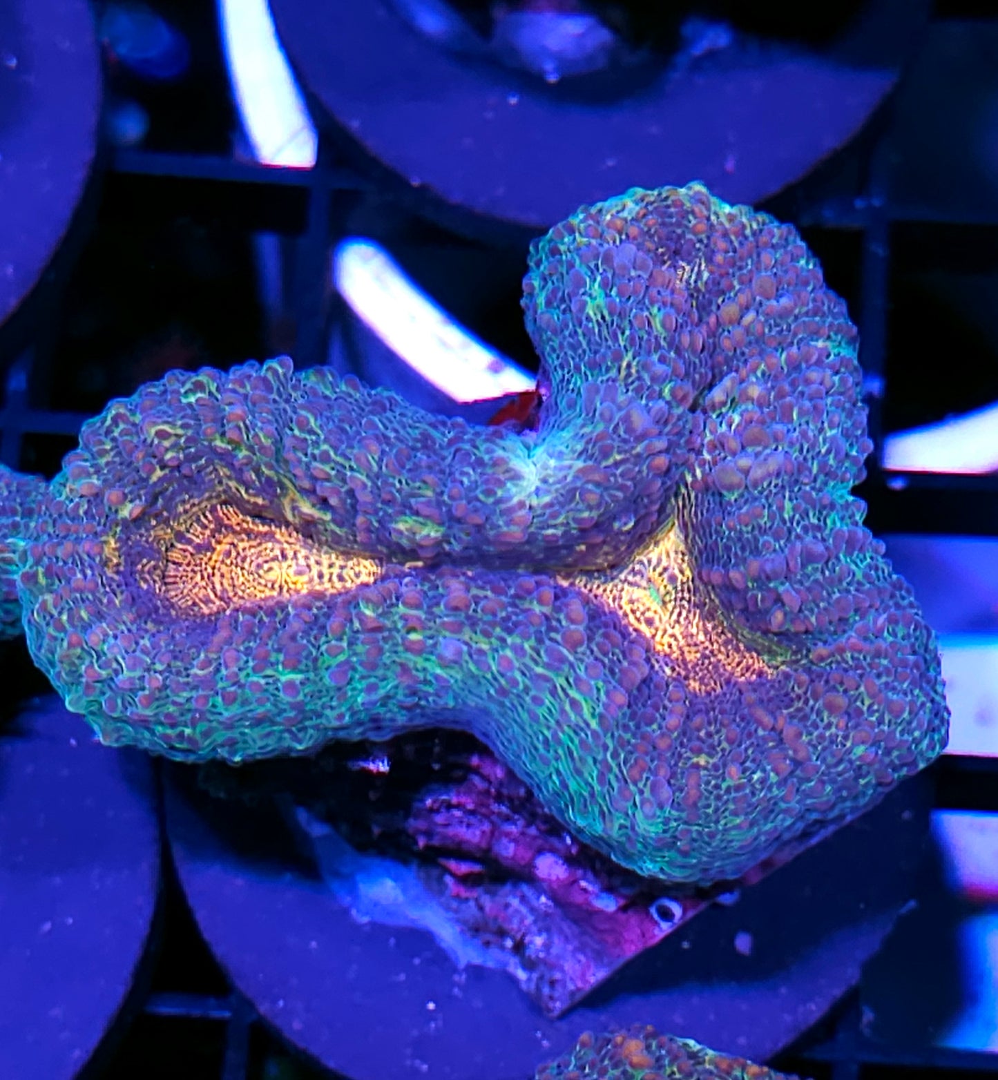 Mesmerizer Lobophyllia