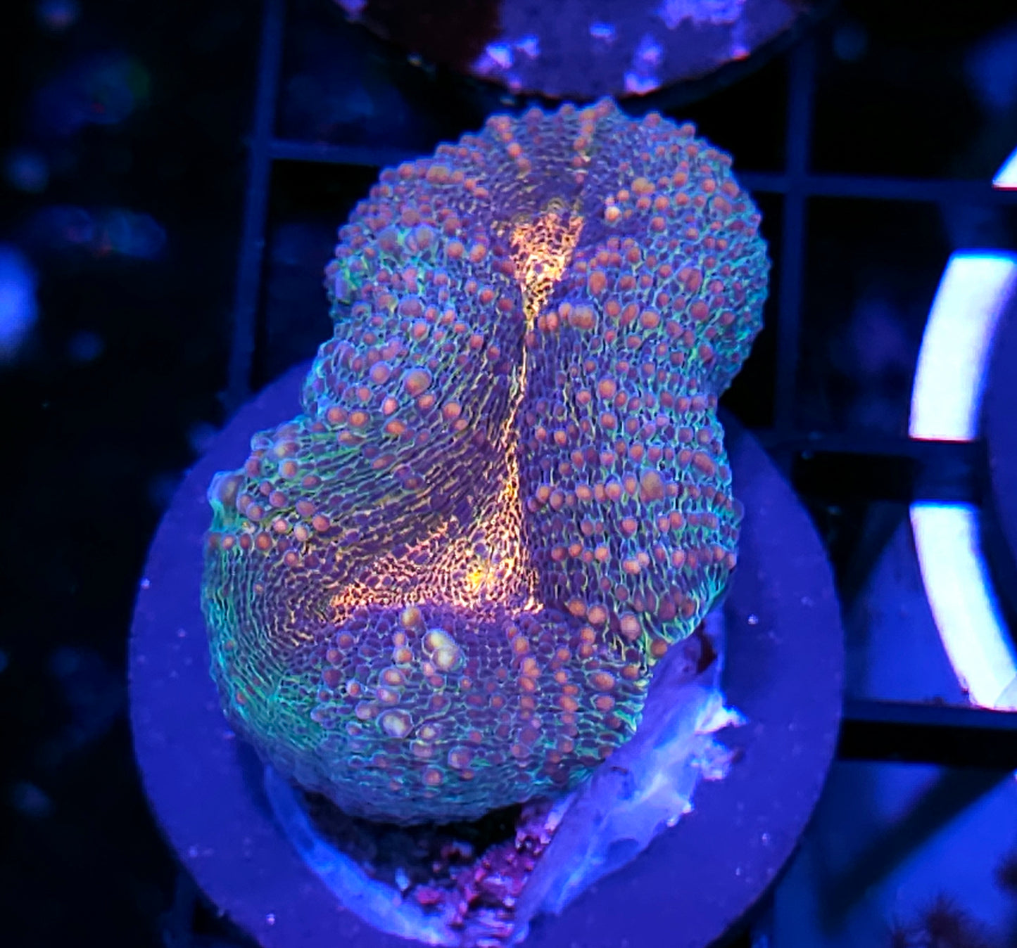 Mesmerizer Lobophyllia