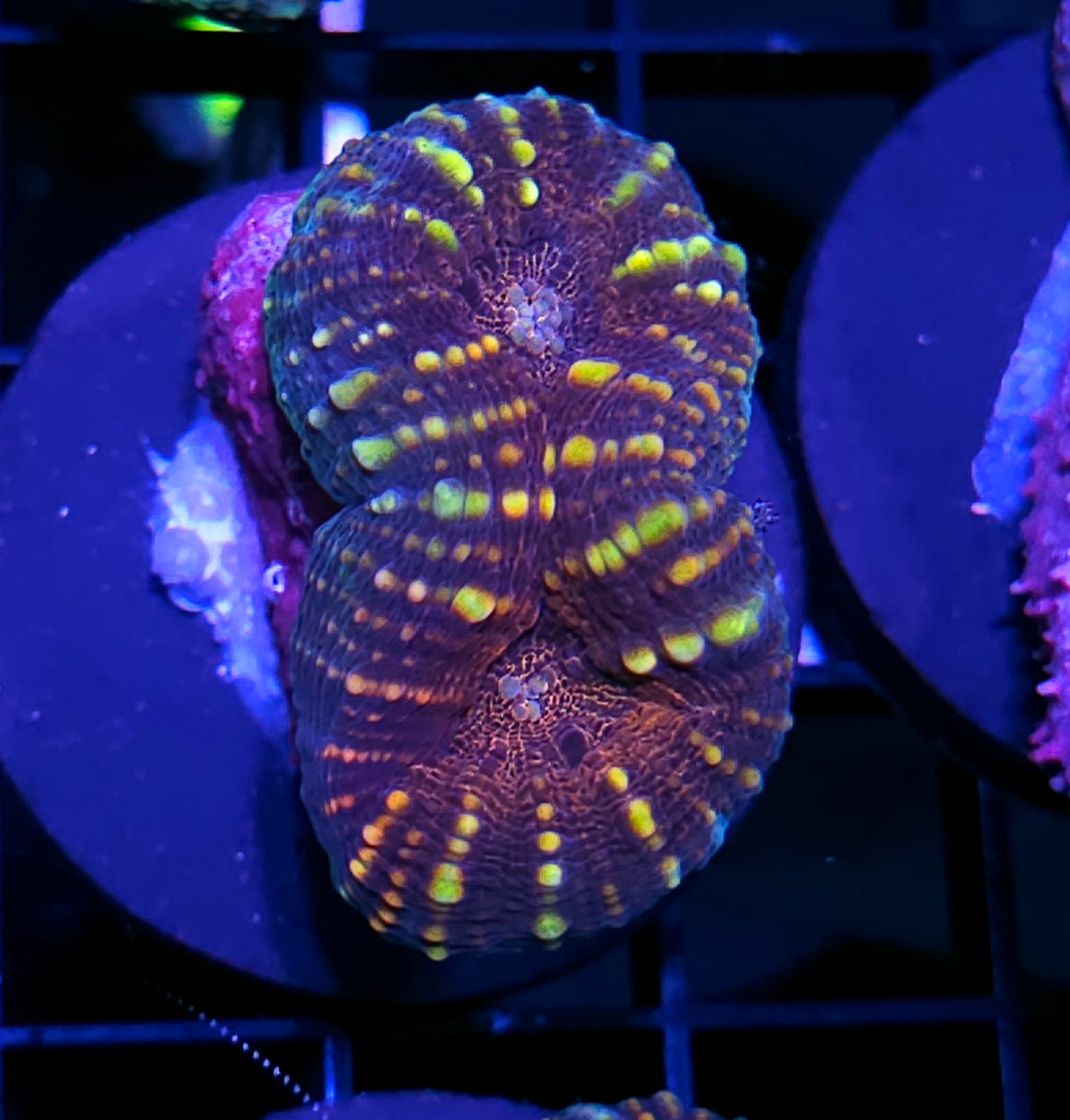 Carnival Lobophyllia