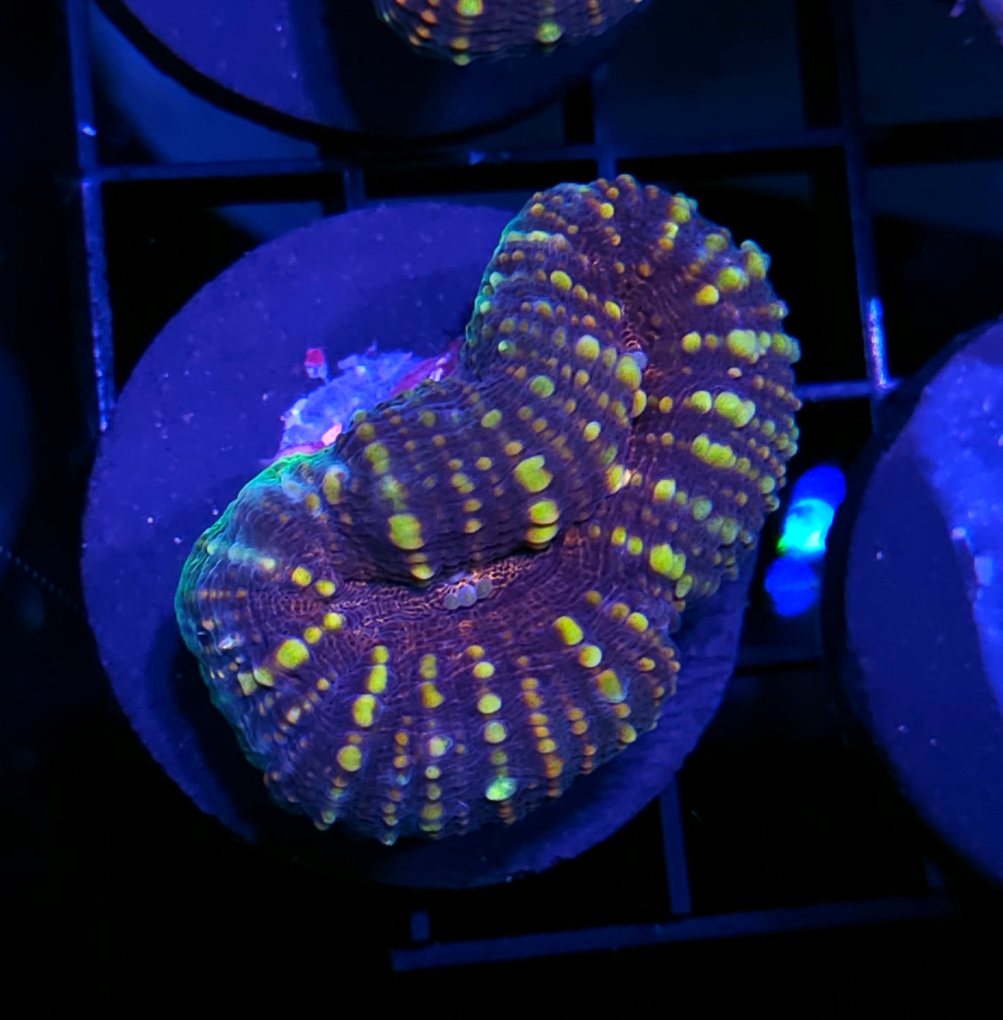 Carnival Lobophyllia