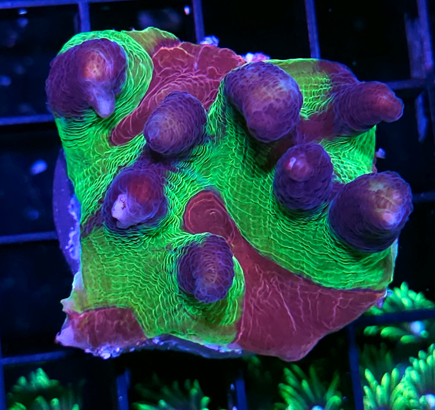 Heart Throb Pectinia Colony