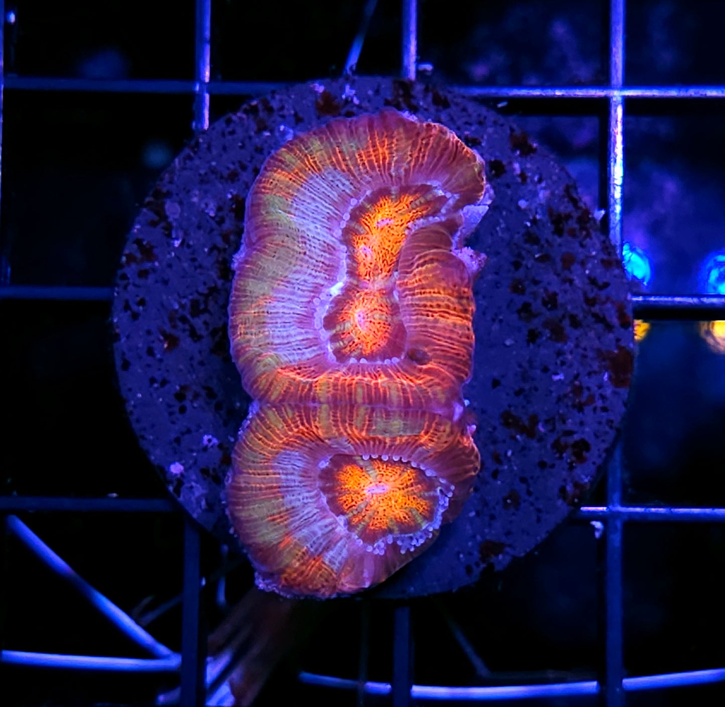 Rainbow Bloom Symphyllia Wilsoni